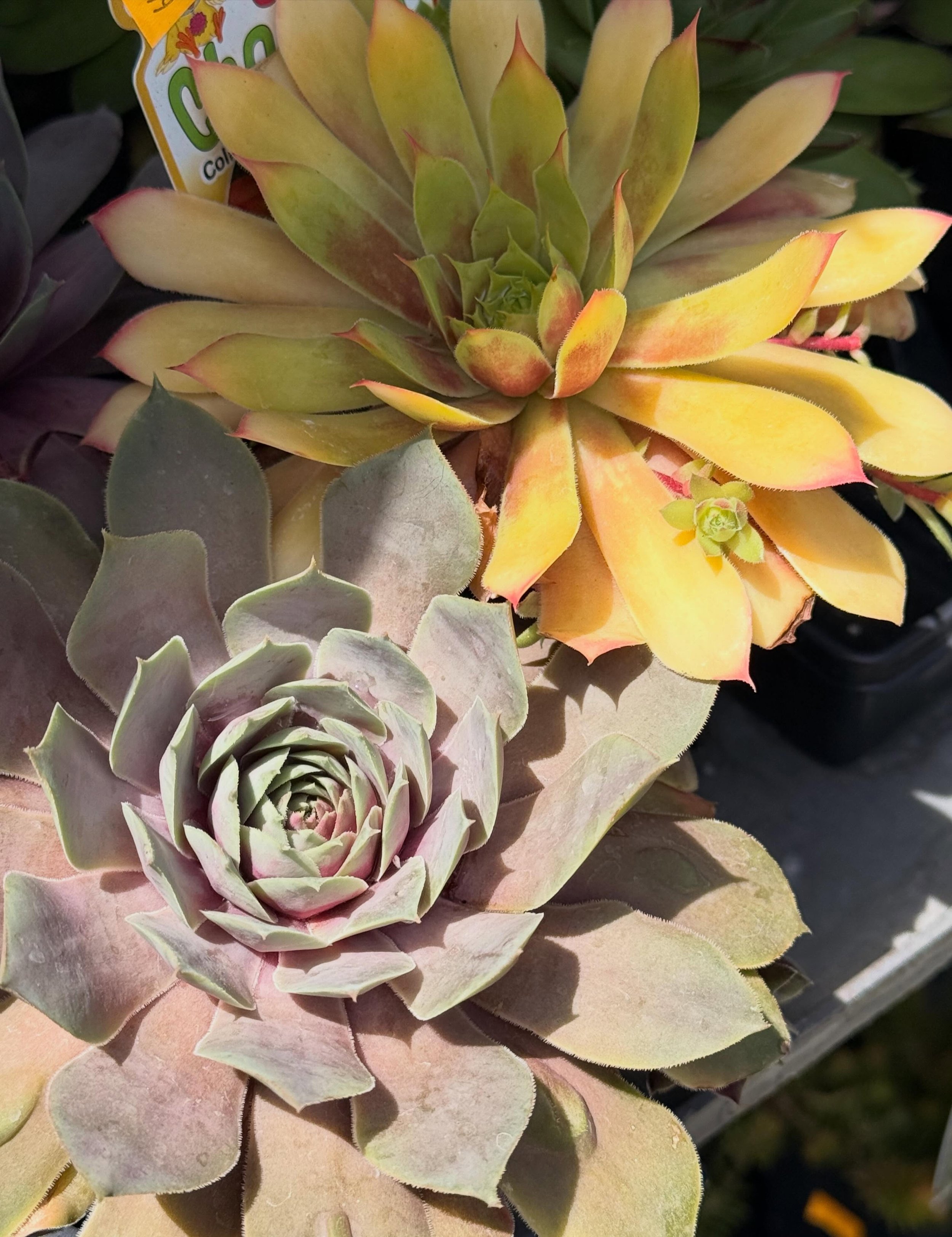 Tough, charming, and incredibly easy to grow! Hen &amp; Chicks are hardy succulents that thrive in sun, tolerate drought, and return year after year. Their unique rosette shapes multiply over time, creating a beautiful, low-maintenance display in roc