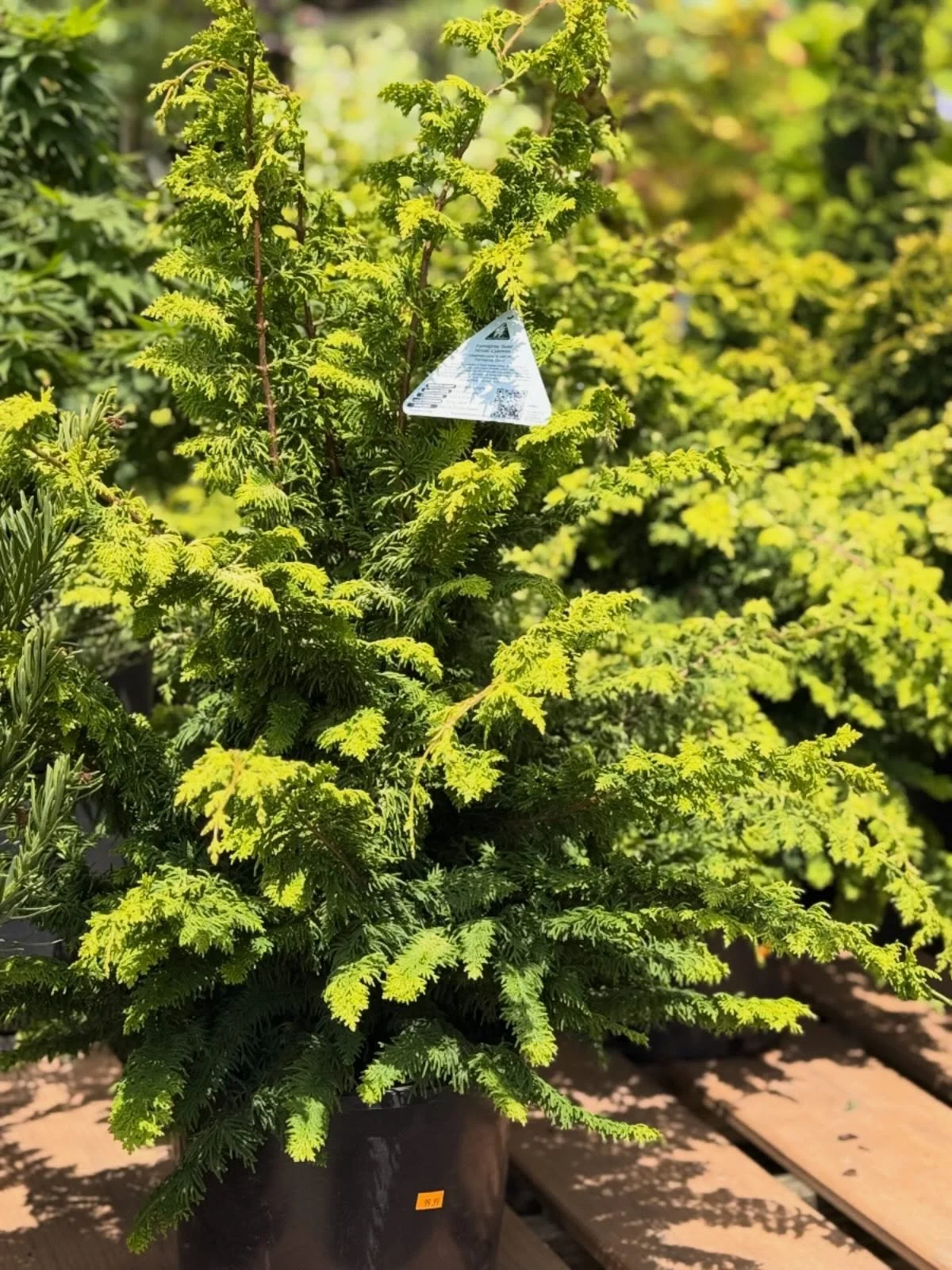✨Fernspray Gold Hinoki Cypress✨

Bright, feathery golden foliage and an elegant, graceful form make Fernspray Gold Hinoki Cypress a standout in the landscape year-round. Its soft texture adds movement and contrast to garden beds, while its slow growt