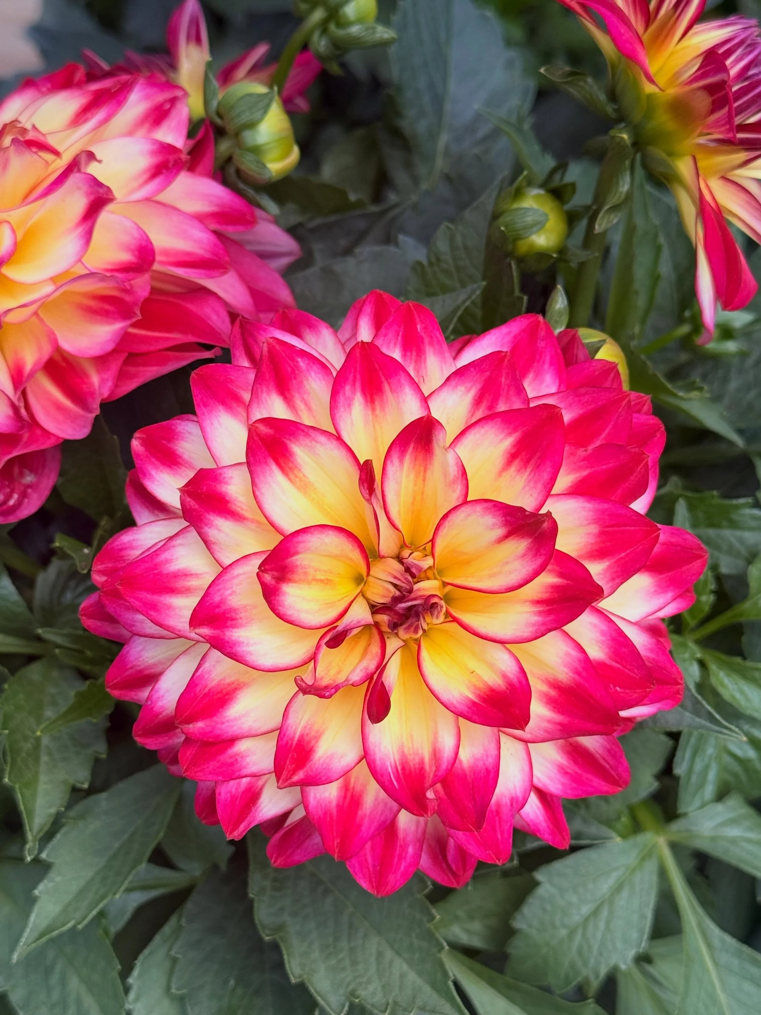 🌸 Dahlias 🌸

Big, bold, and bursting with color, dahlias are the stars of the summer garden! Their stunning blooms keep coming from midsummer until frost, making them perfect for garden beds, containers, and fresh-cut bouquets. The more you cut, th