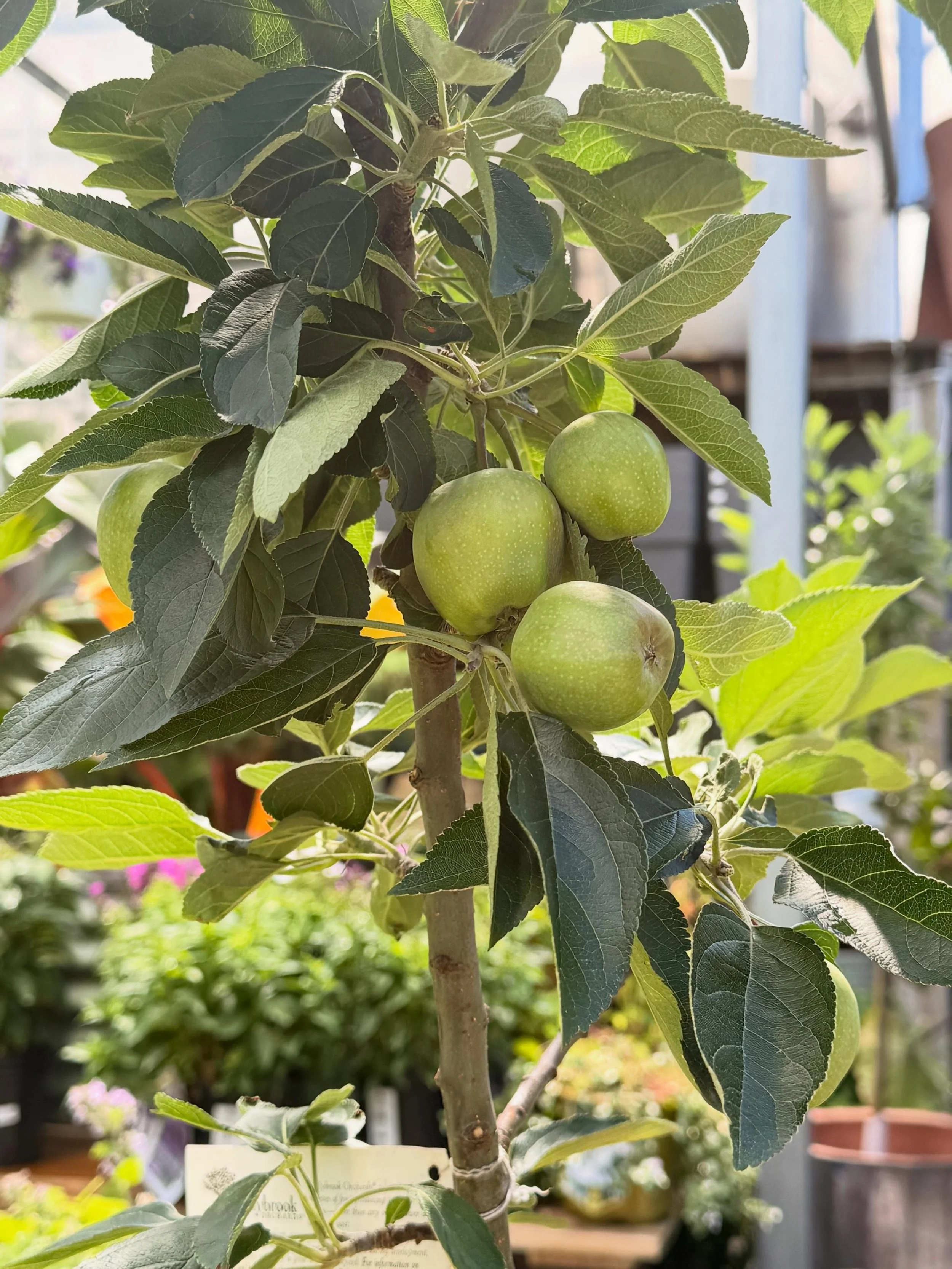 🍎 Bring the orchard home with a Red Delicious Apple Tree! Known for its iconic deep red fruit and sweet, mild flavor, this classic favorite produces crisp apples perfect for snacking, lunchboxes, and fresh fall harvests. Beautiful spring blossoms gi