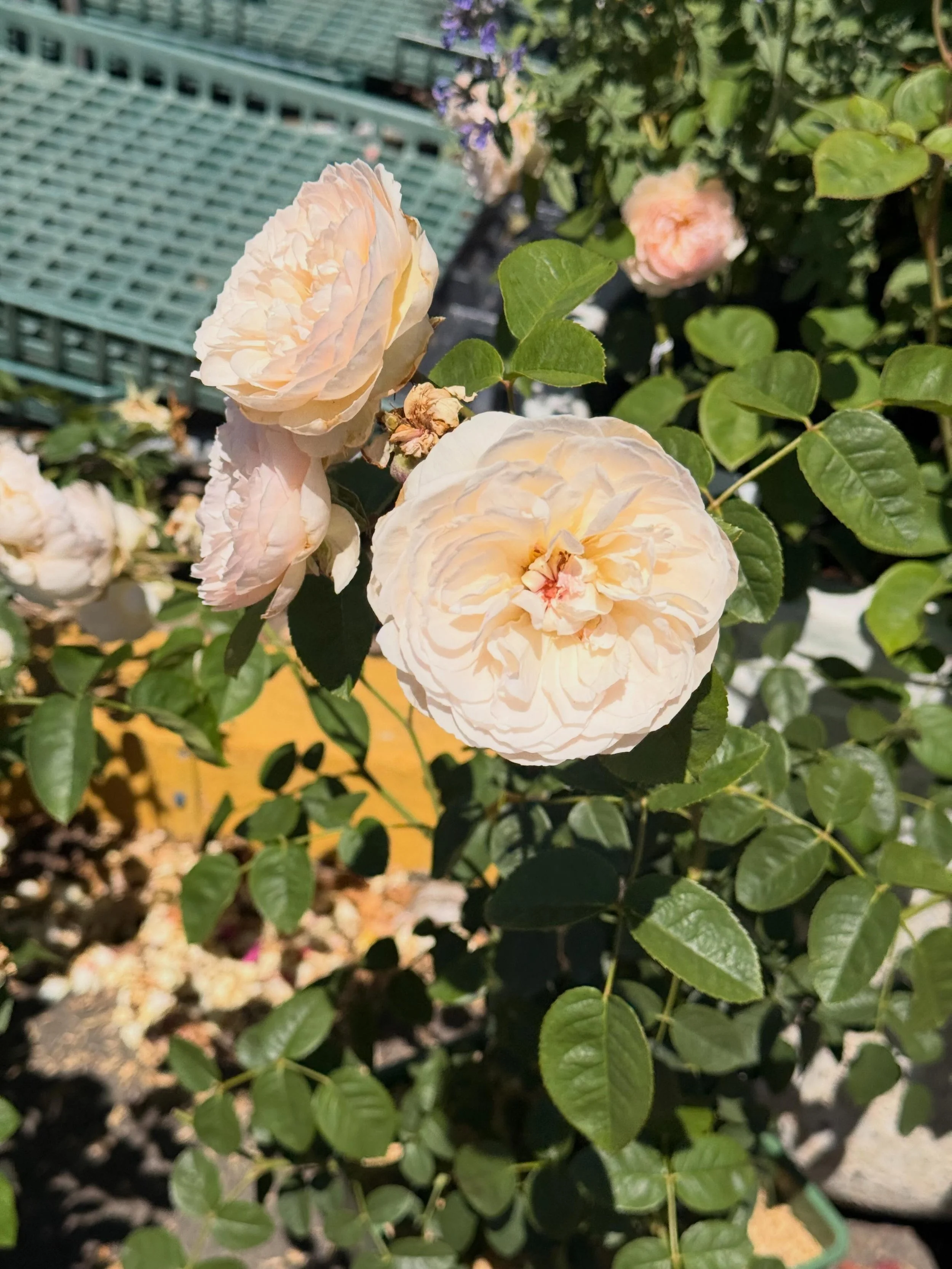 Few flowers capture the romance of an old-fashioned garden quite like David Austin roses. With their lush, petal-packed blooms, incredible fragrance, and repeat flowering throughout the season, these roses bring timeless beauty to borders, containers