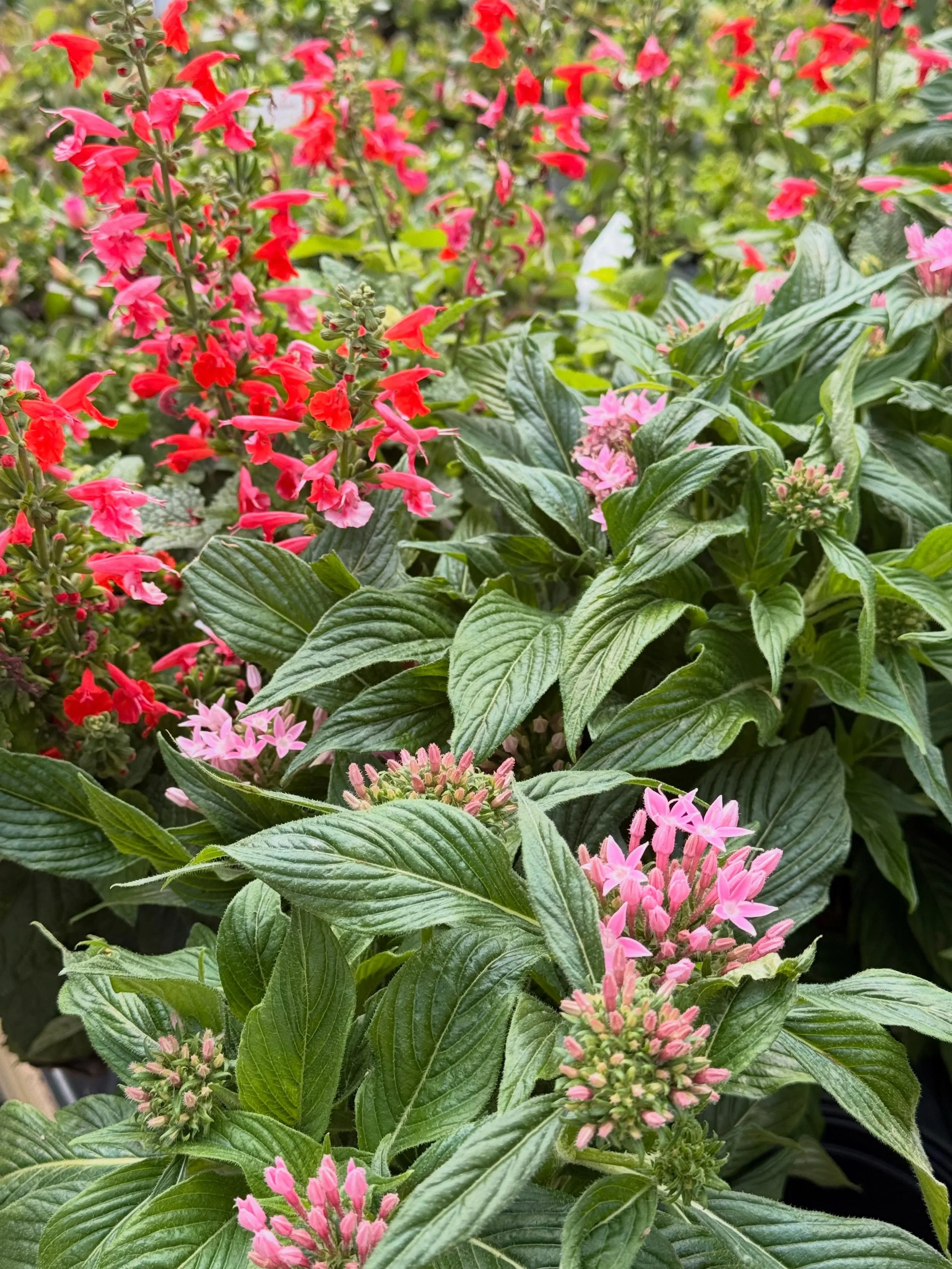 Bright, cheerful, and bursting with star-shaped blooms, Lucy Star Pink Pentas adds nonstop color to sunny gardens and containers all season long. Its vibrant pink flowers attract butterflies and pollinators while standing up to summer heat with ease.