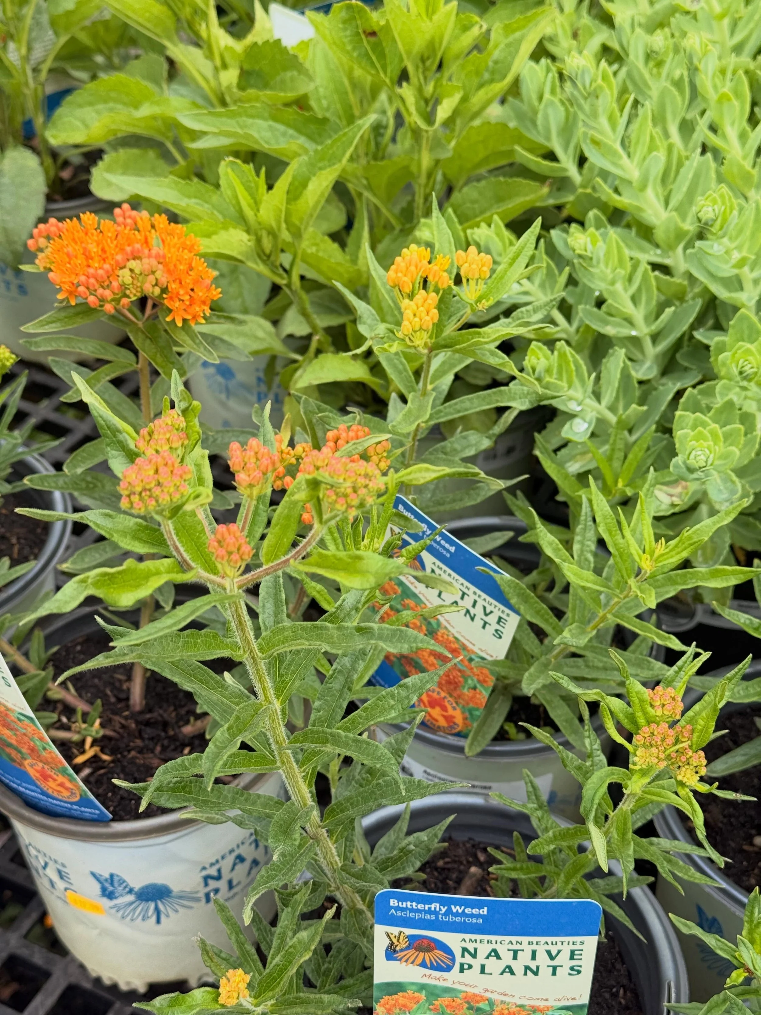 Bring your garden to life with Native Butterfly Weed! This vibrant North American native bursts with clusters of brilliant orange blooms that attract butterflies, bees, and other pollinators all summer long. As a host plant for monarch caterpillars, 