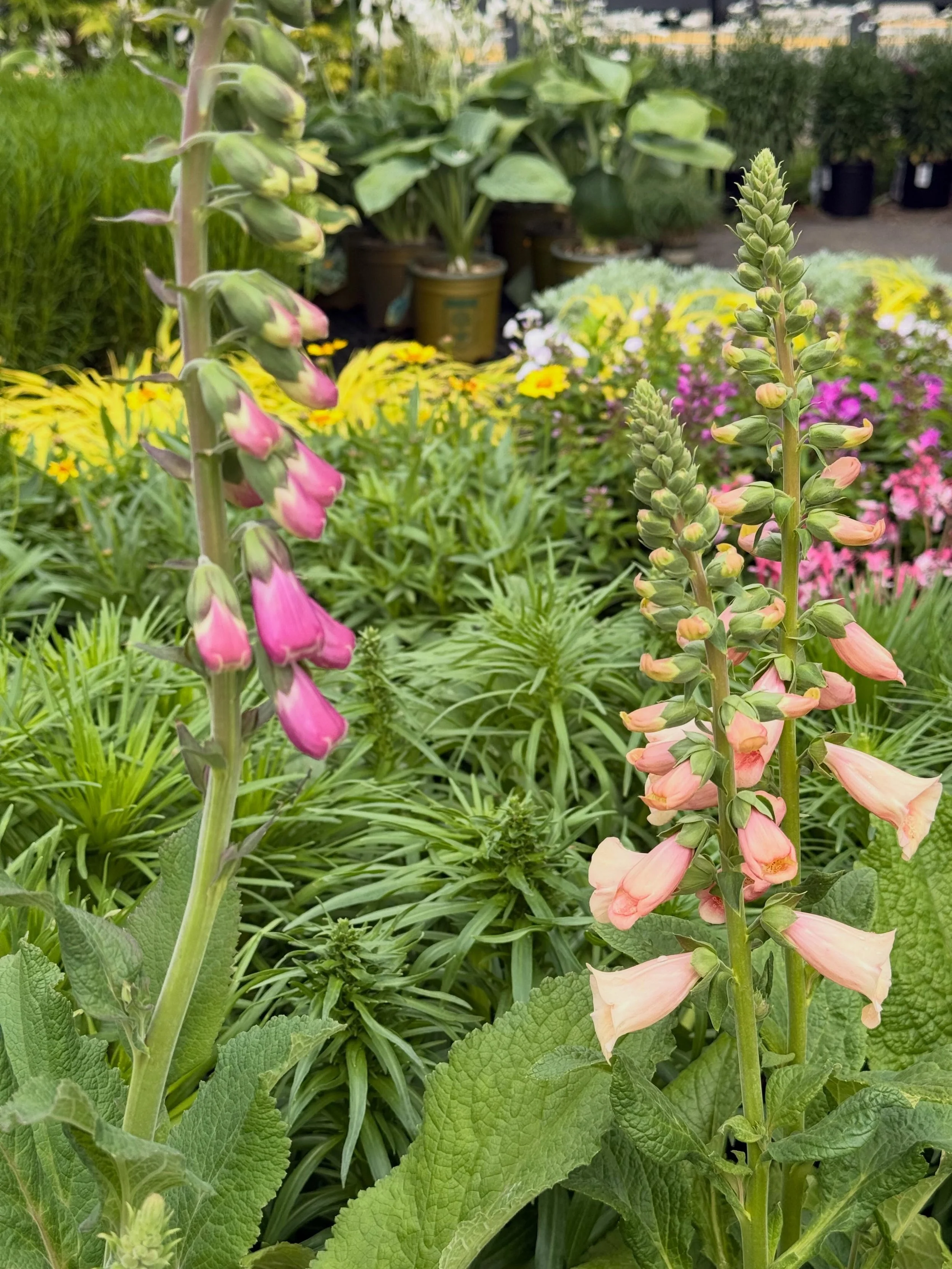 With its tall spires of bell-shaped blooms and cottage garden charm, Foxglove (digitalis) brings elegance and height to any landscape. Flowering in shades of pink, purple, white, and yellow, these eye-catching plants attract hummingbirds and pollinat