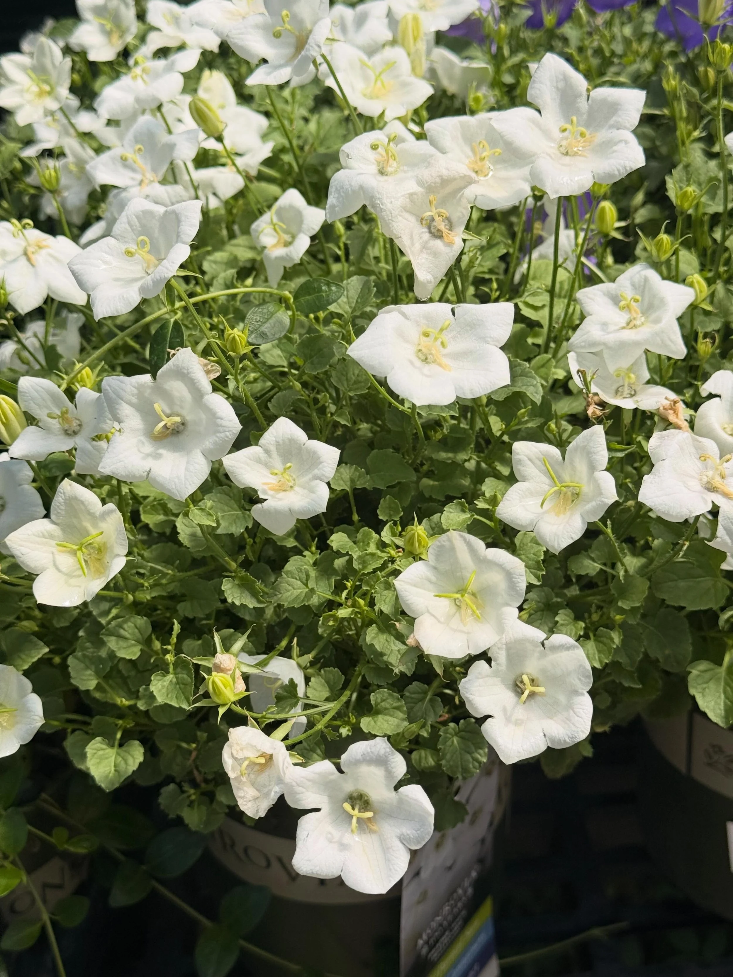 🤍 White Bellflower (Campanula) 🤍

Delicate, elegant, and surprisingly tough, White Bellflower brings a touch of cottage garden charm wherever it&rsquo;s planted. Its crisp white, bell-shaped blooms brighten borders, containers, and garden beds from