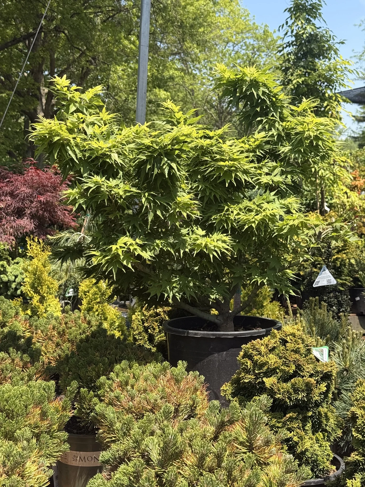 Perennials & Shrubs
