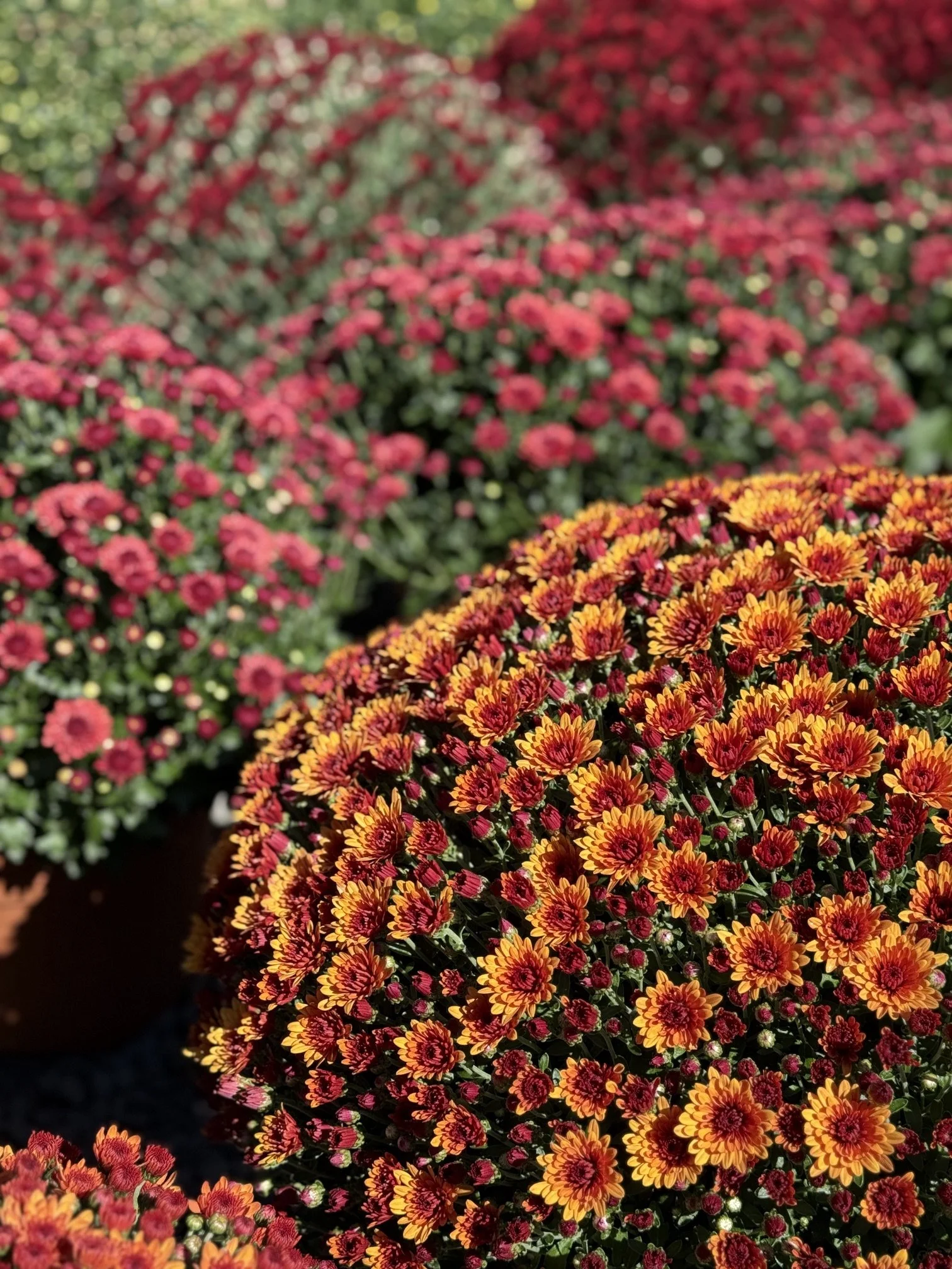 Annuals