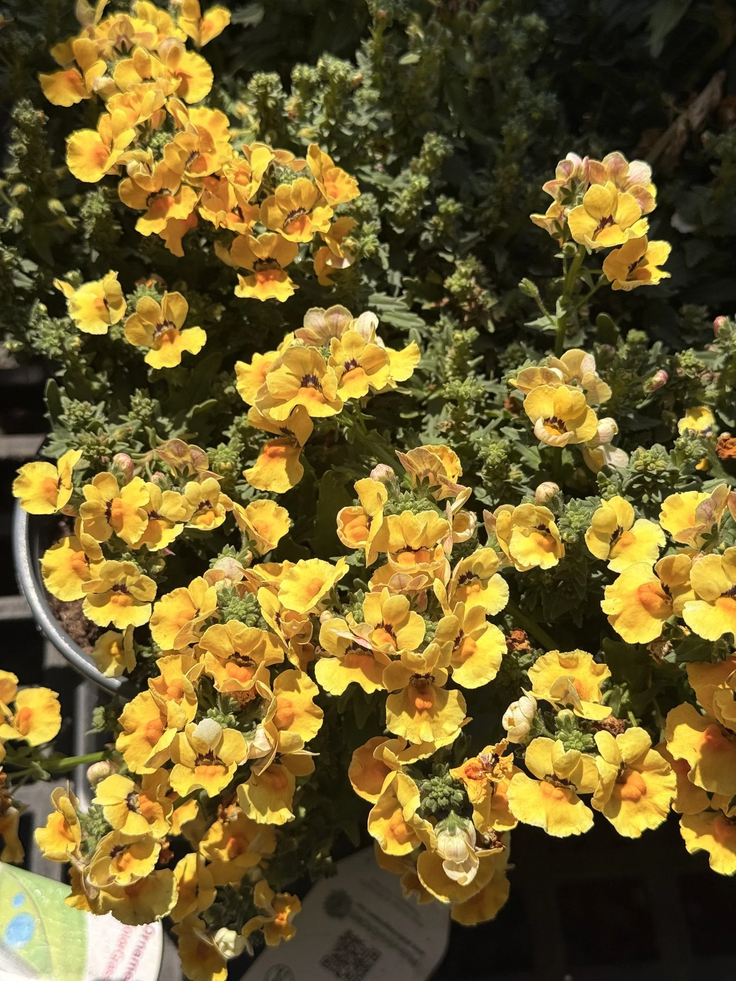 IMG_4467.jpeg