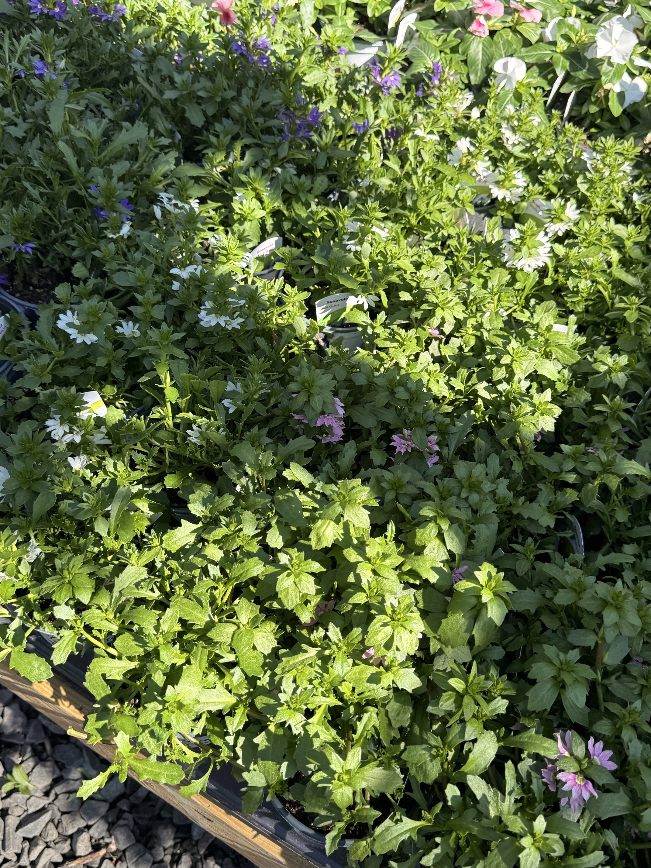 IMG_4610.jpeg
