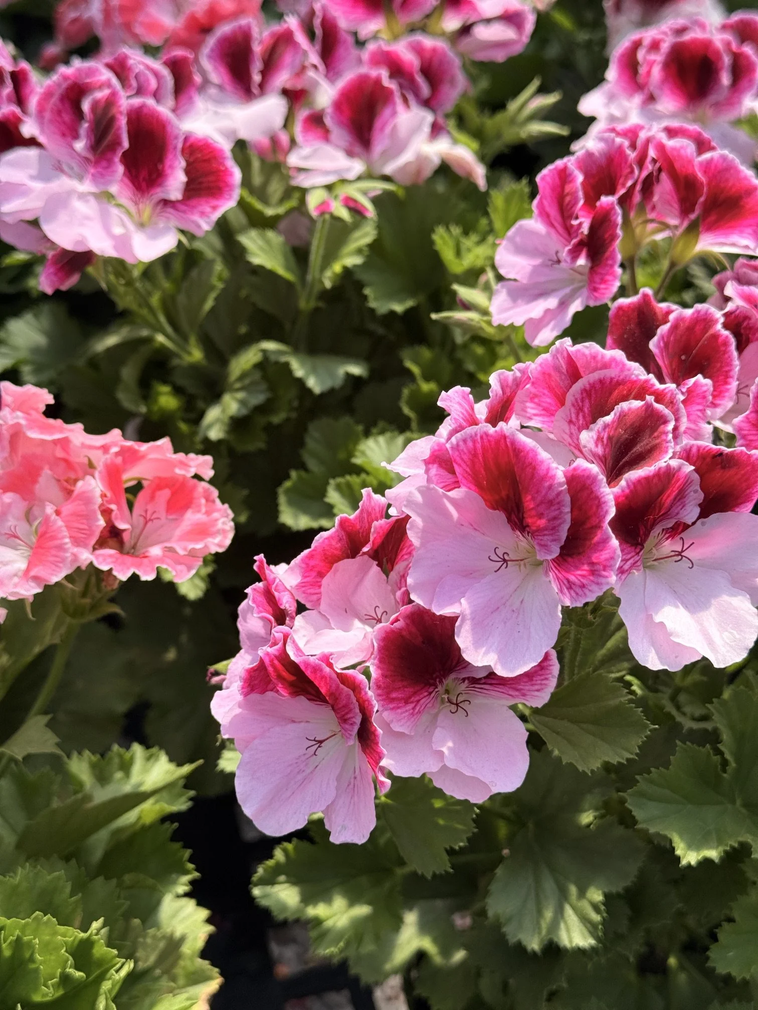 IMG_4384.jpeg