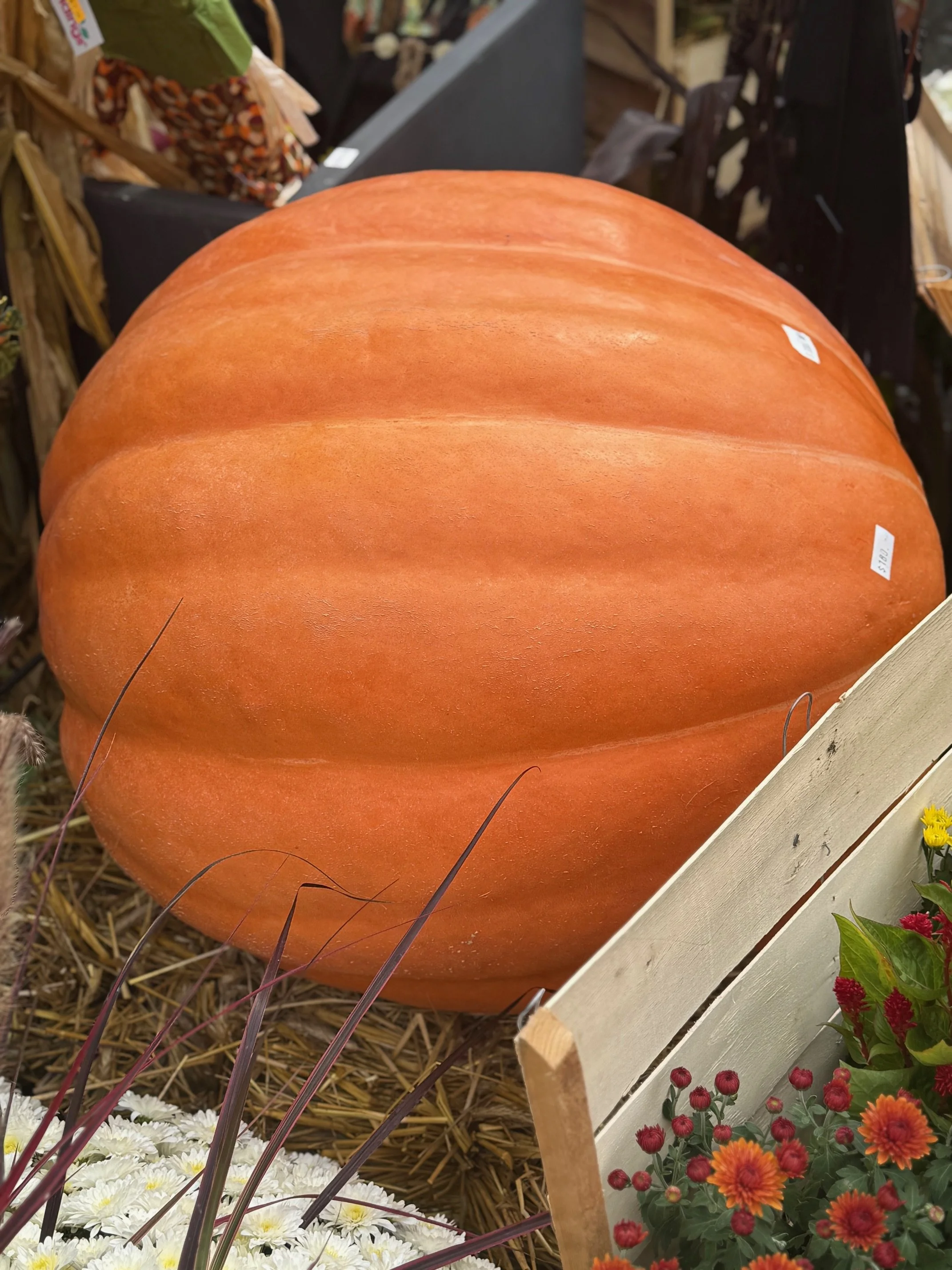 IMG_7399.jpg