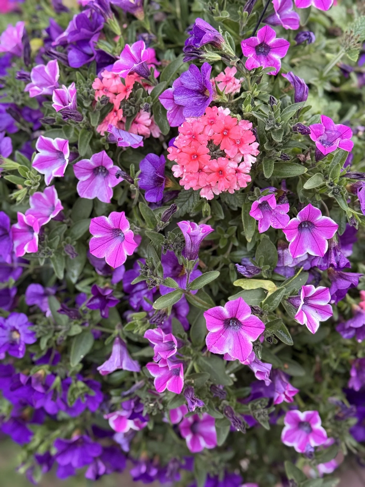 IMG_3696.jpeg