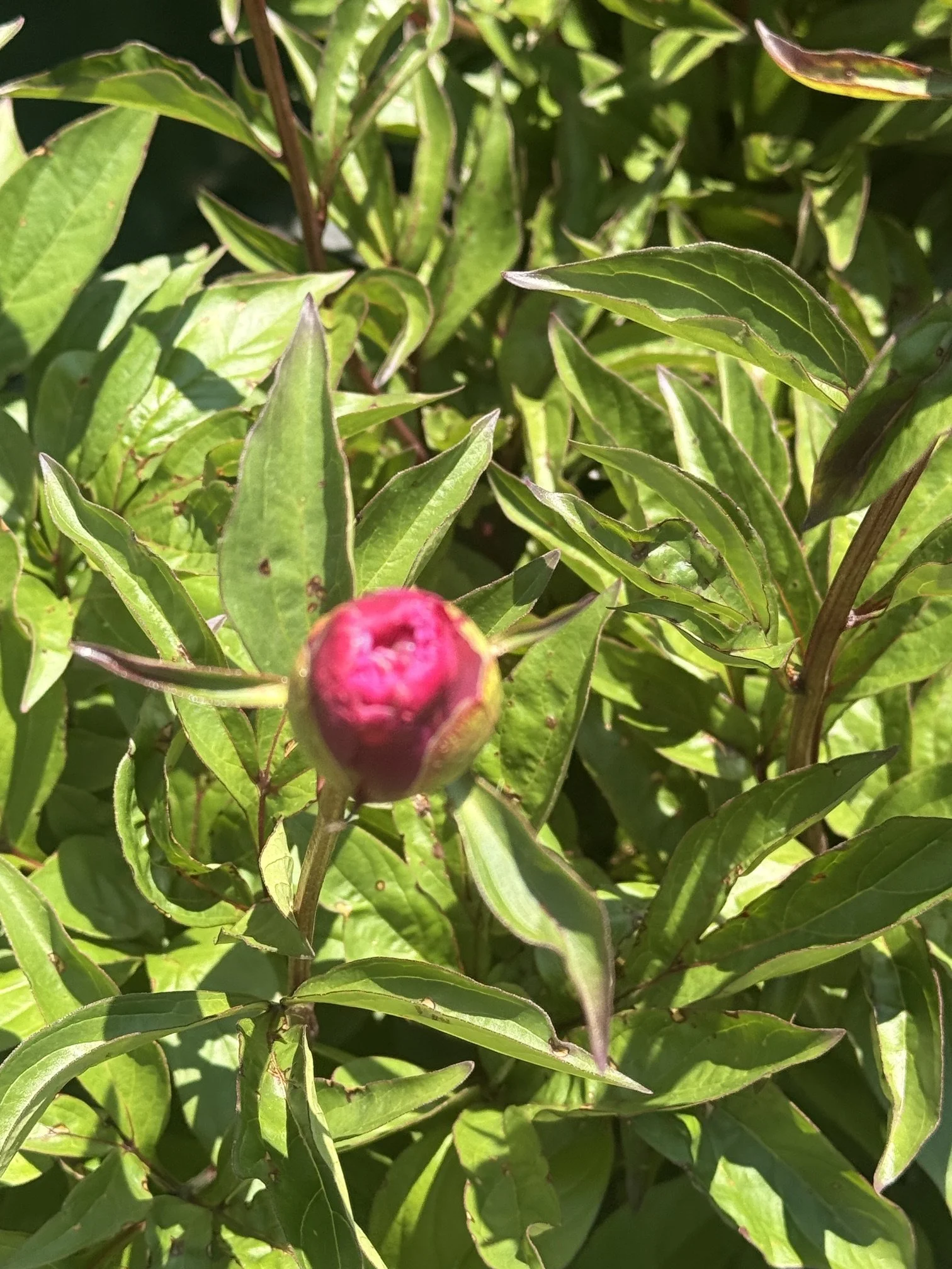 IMG_3701.jpeg
