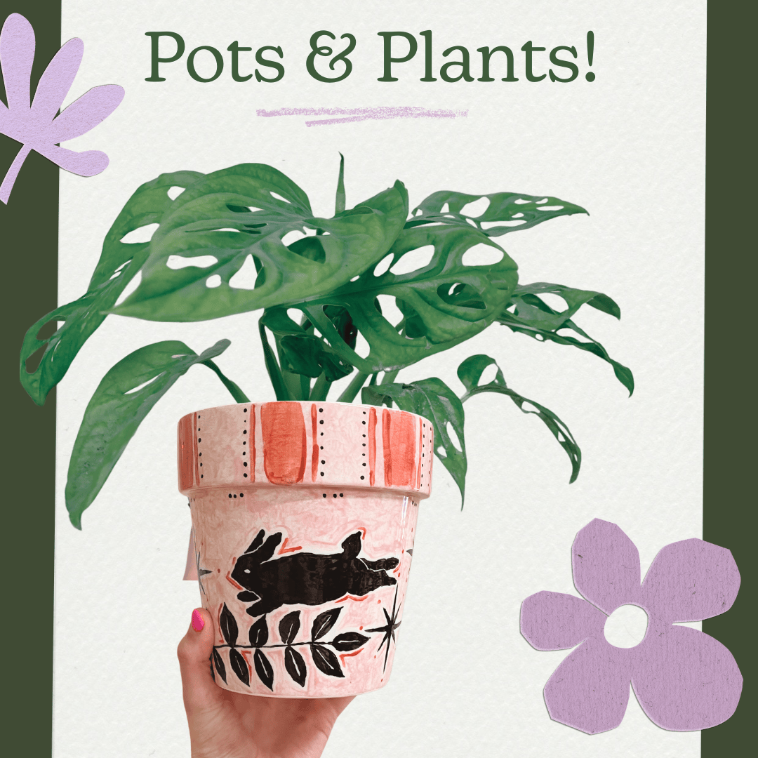 Fox Botanics x The Craft Pottery: Pots and Plants!