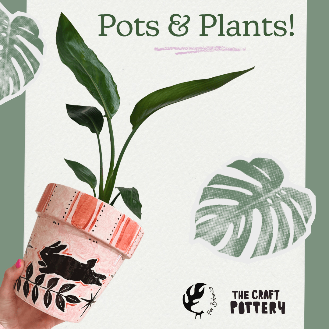 Fox Botanics x The Craft Pottery: Pots and Plants! September