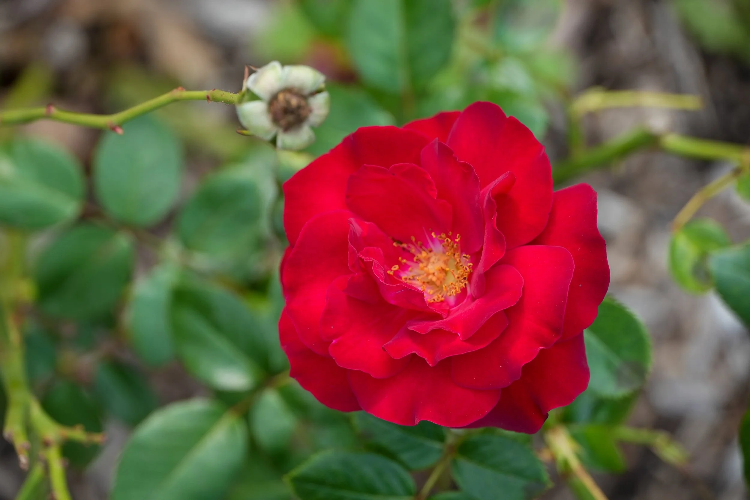 DSC01540.jpg
