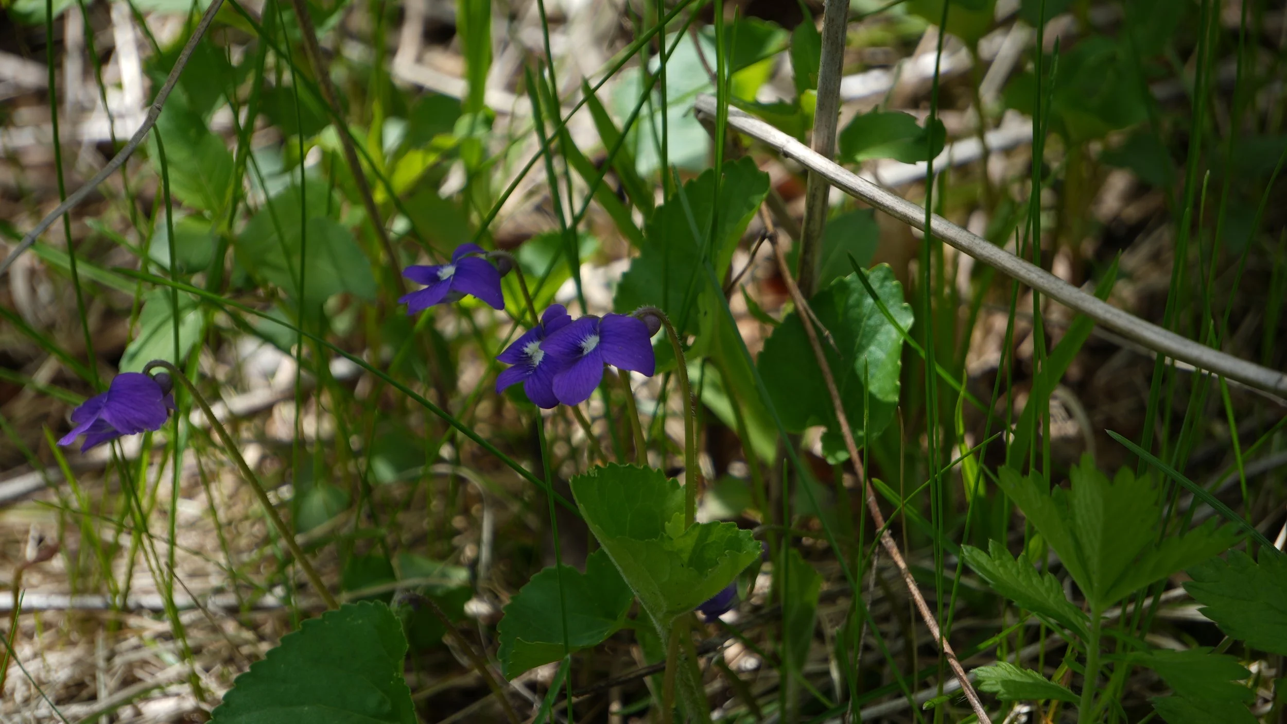 DSC02821.JPG