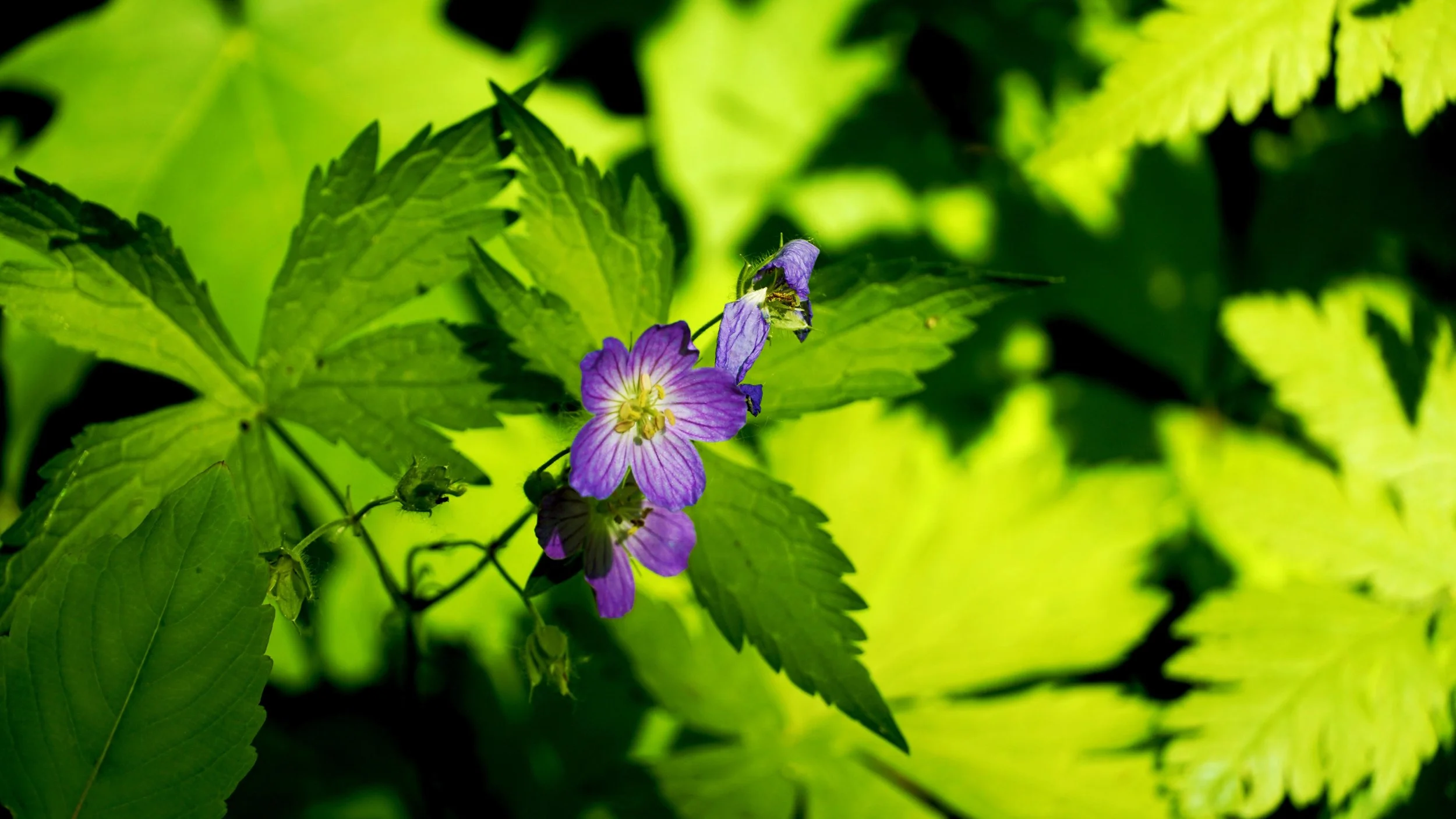 Half-Day Session — 4 Hours