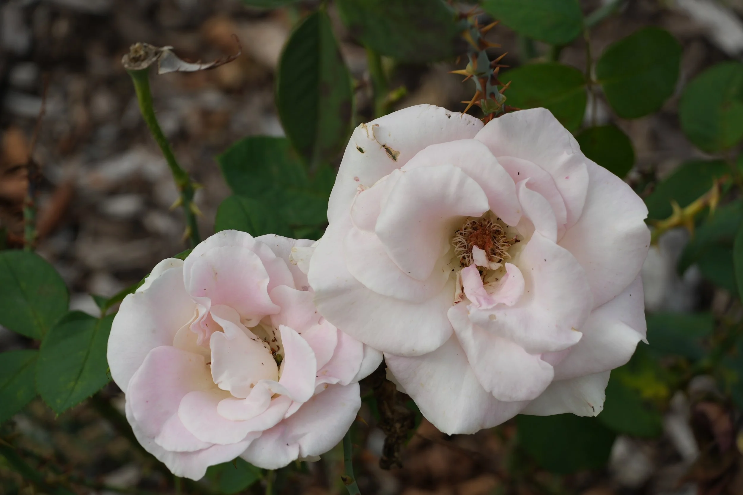 DSC01528.jpg