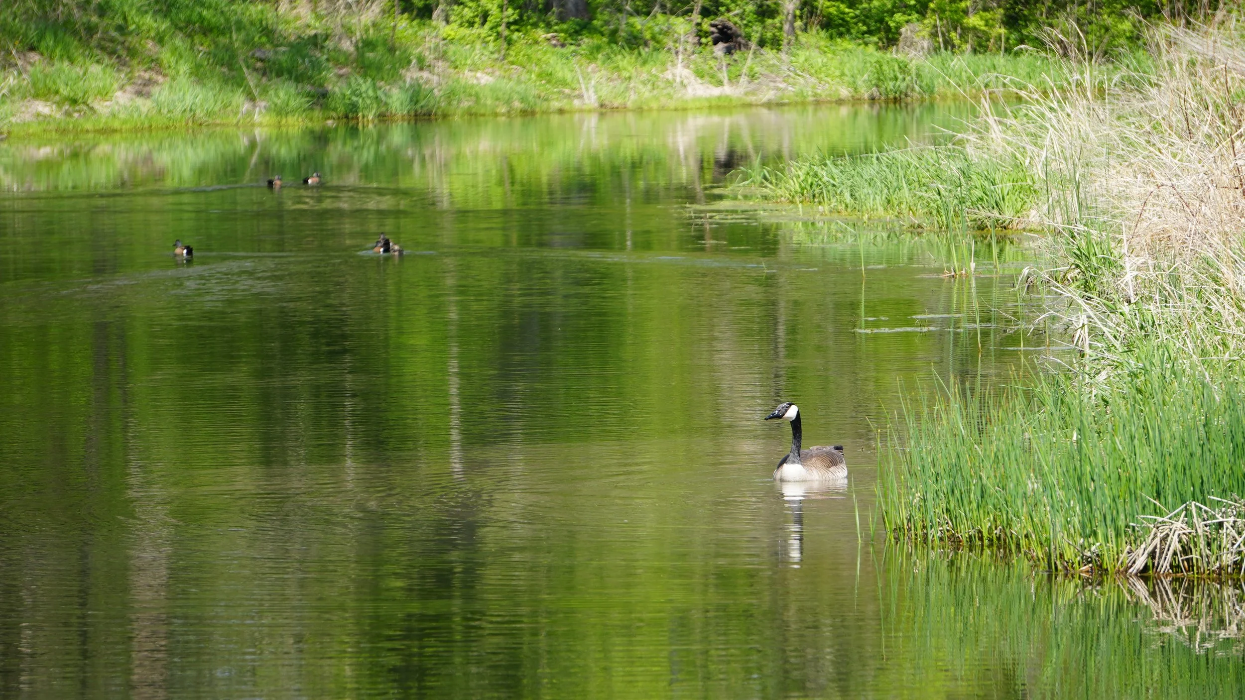 DSC02695.JPG
