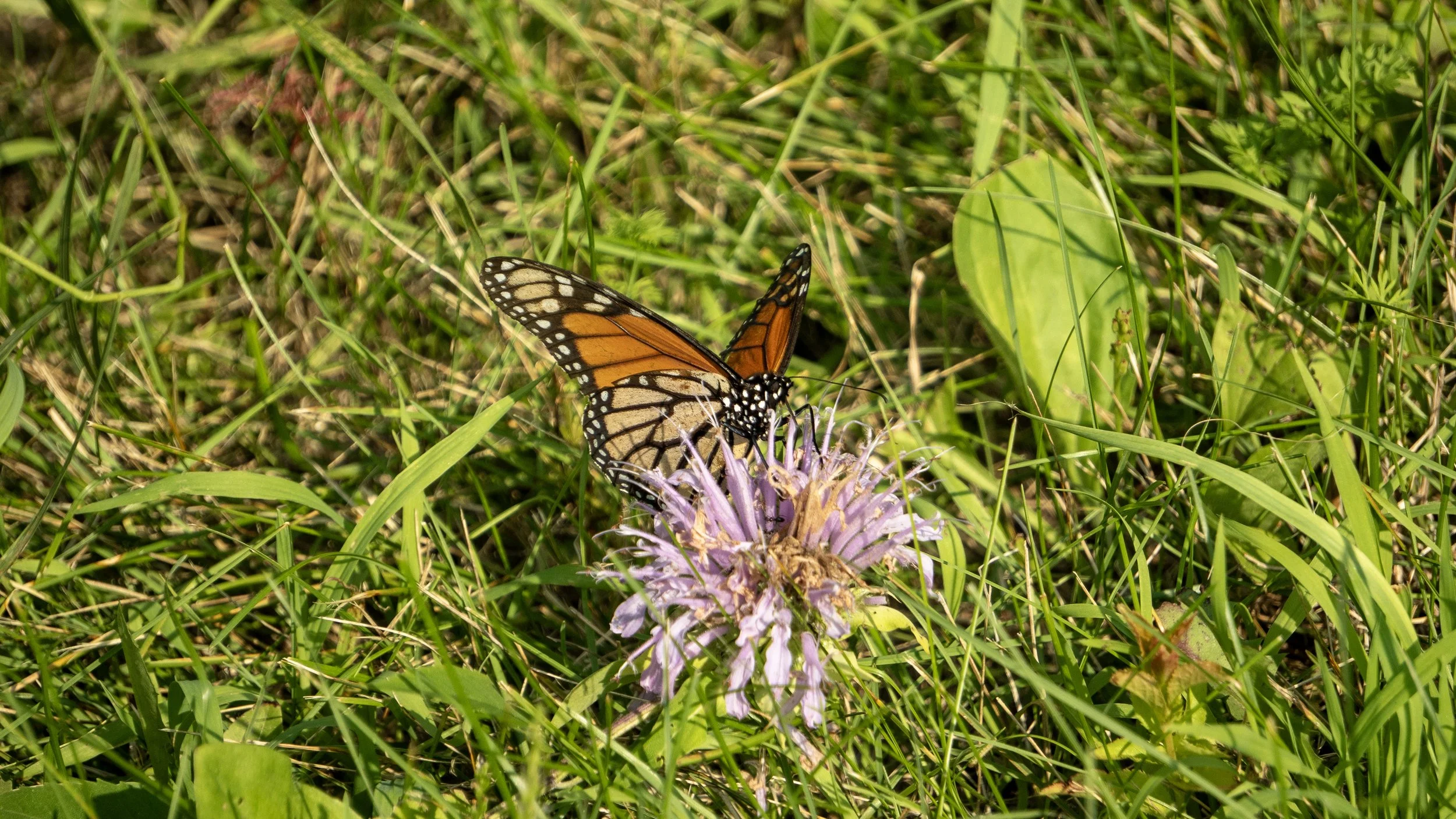 A Monarch butterfly on a purple wildflower in a grassy area.