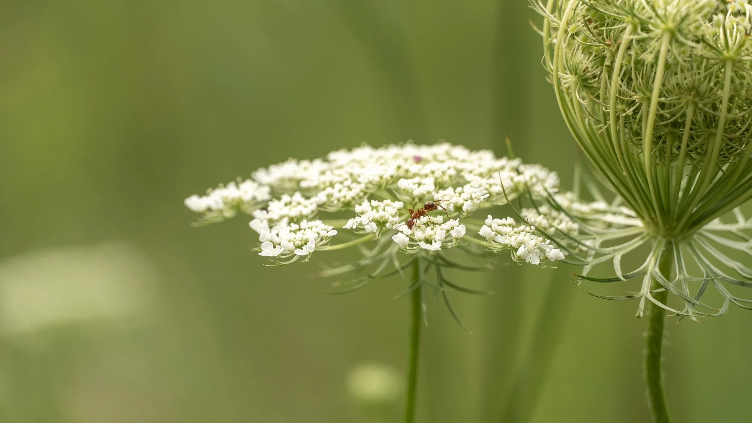 Mini Session — 2 Hours