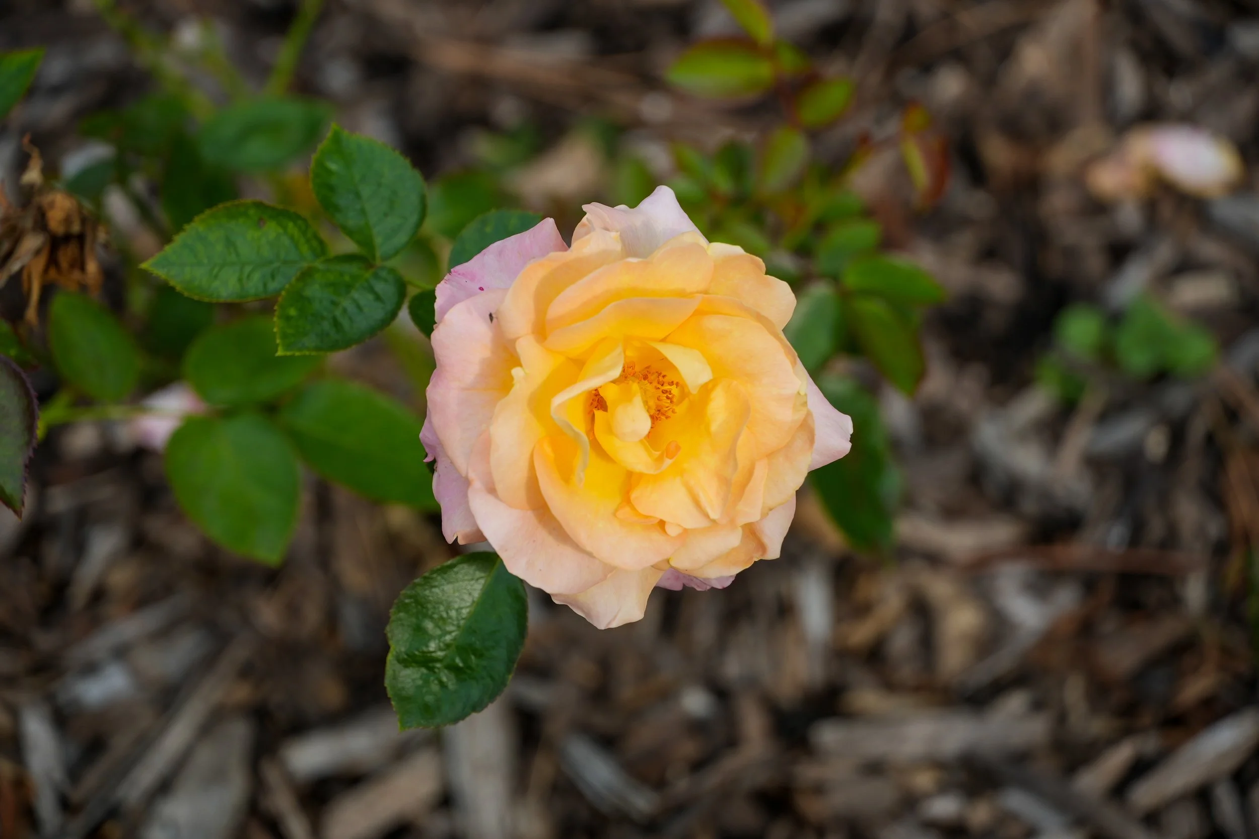 DSC01534.jpg