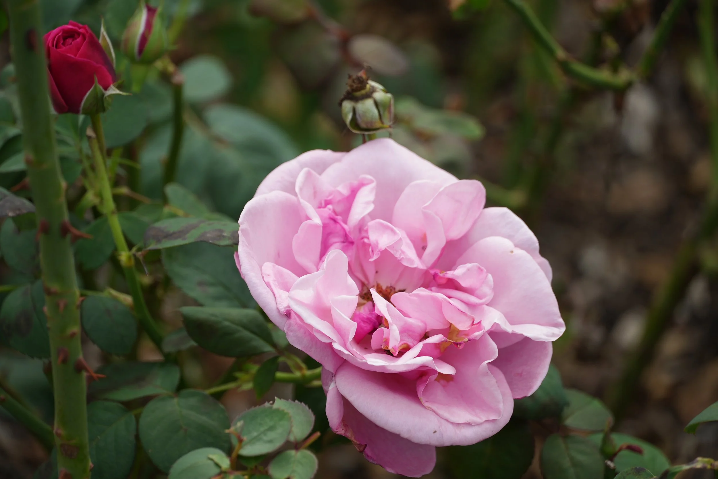 DSC01527.jpg