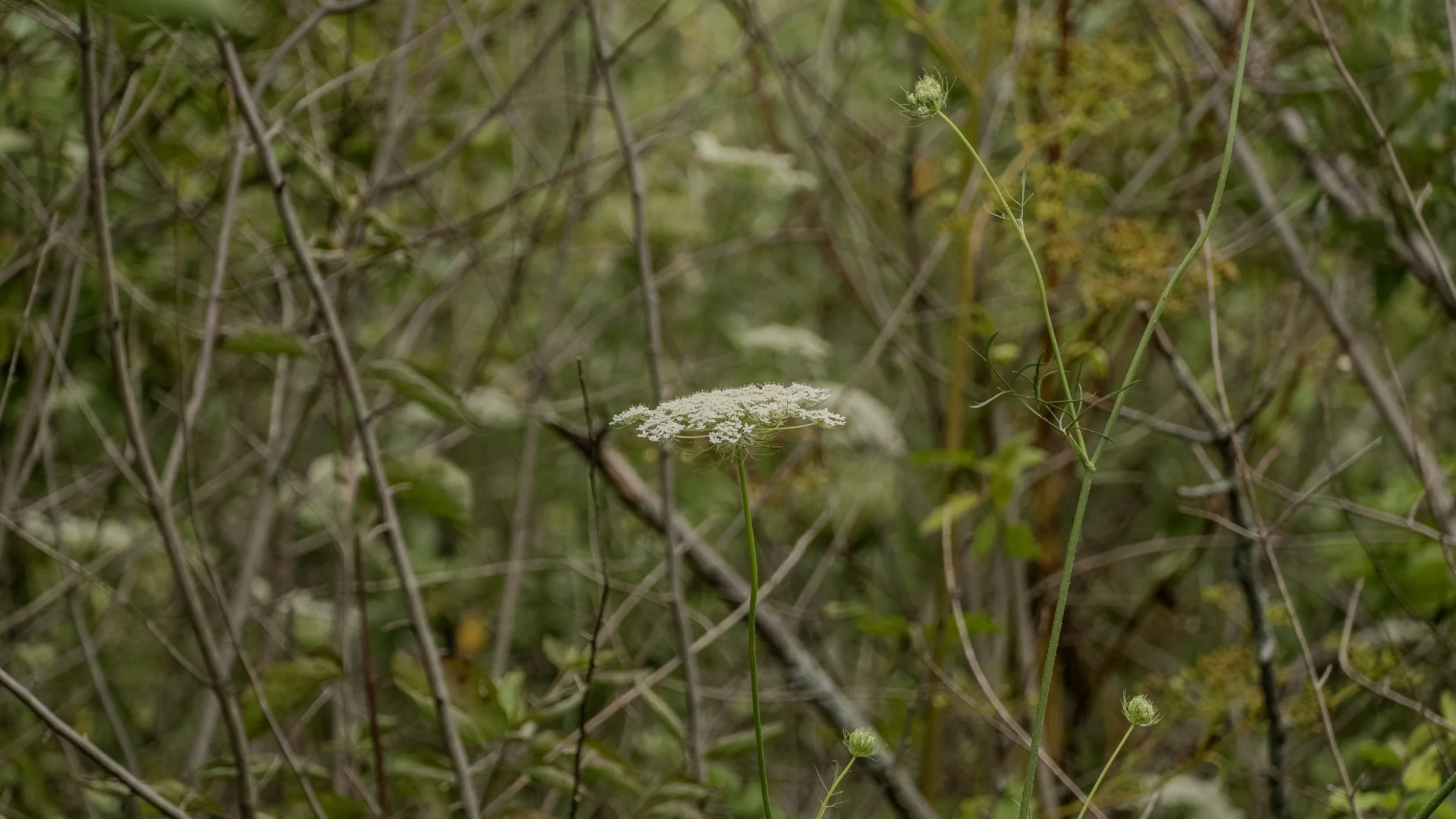Hickory Hills 1_3.jpg