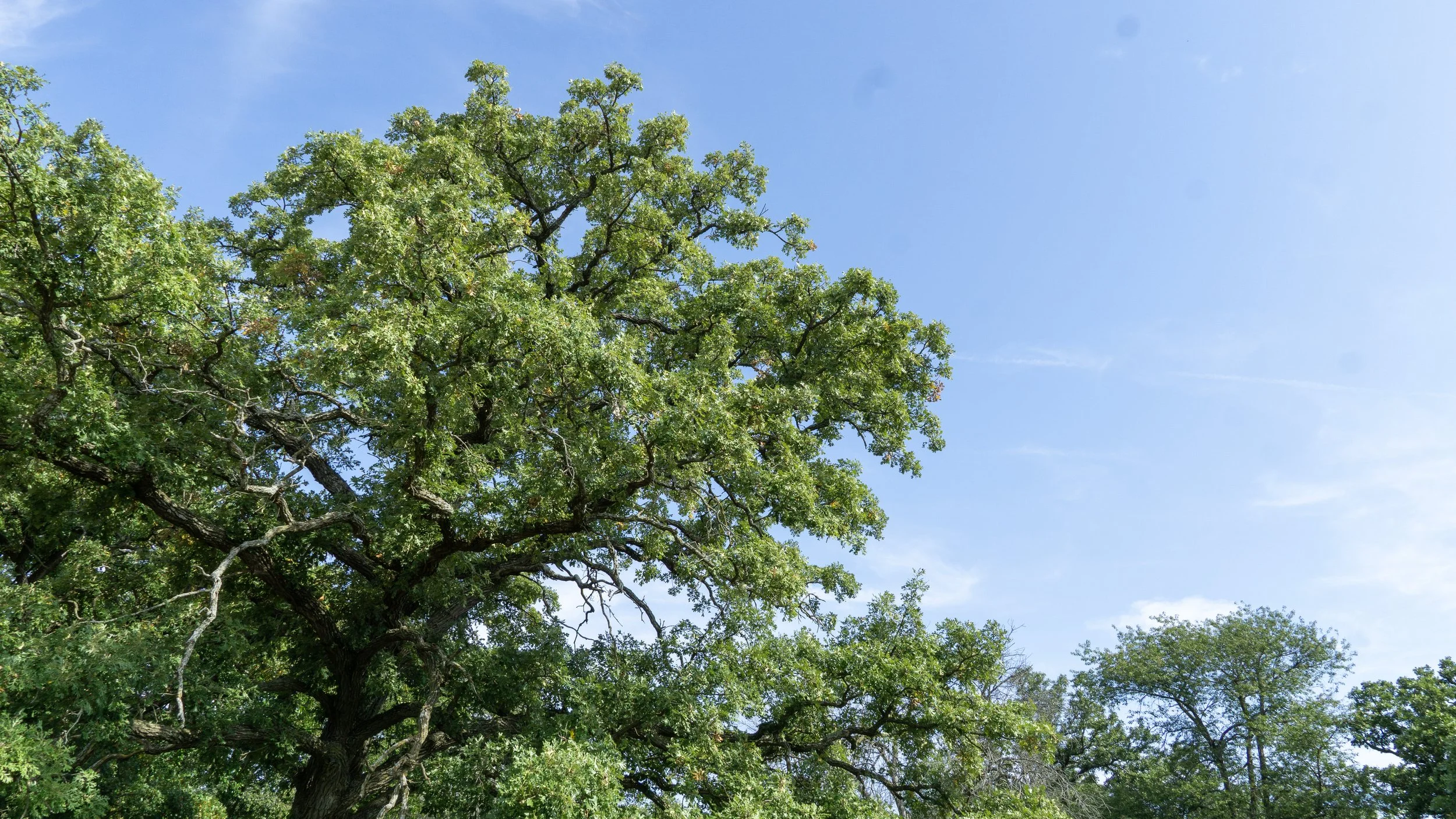 Hickory Hills 2_1.jpg