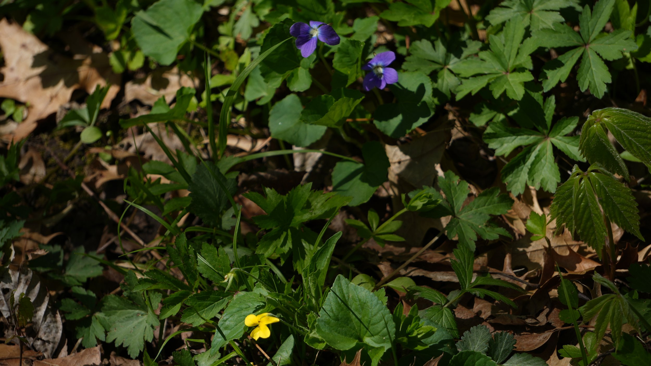 DSC02696.JPG