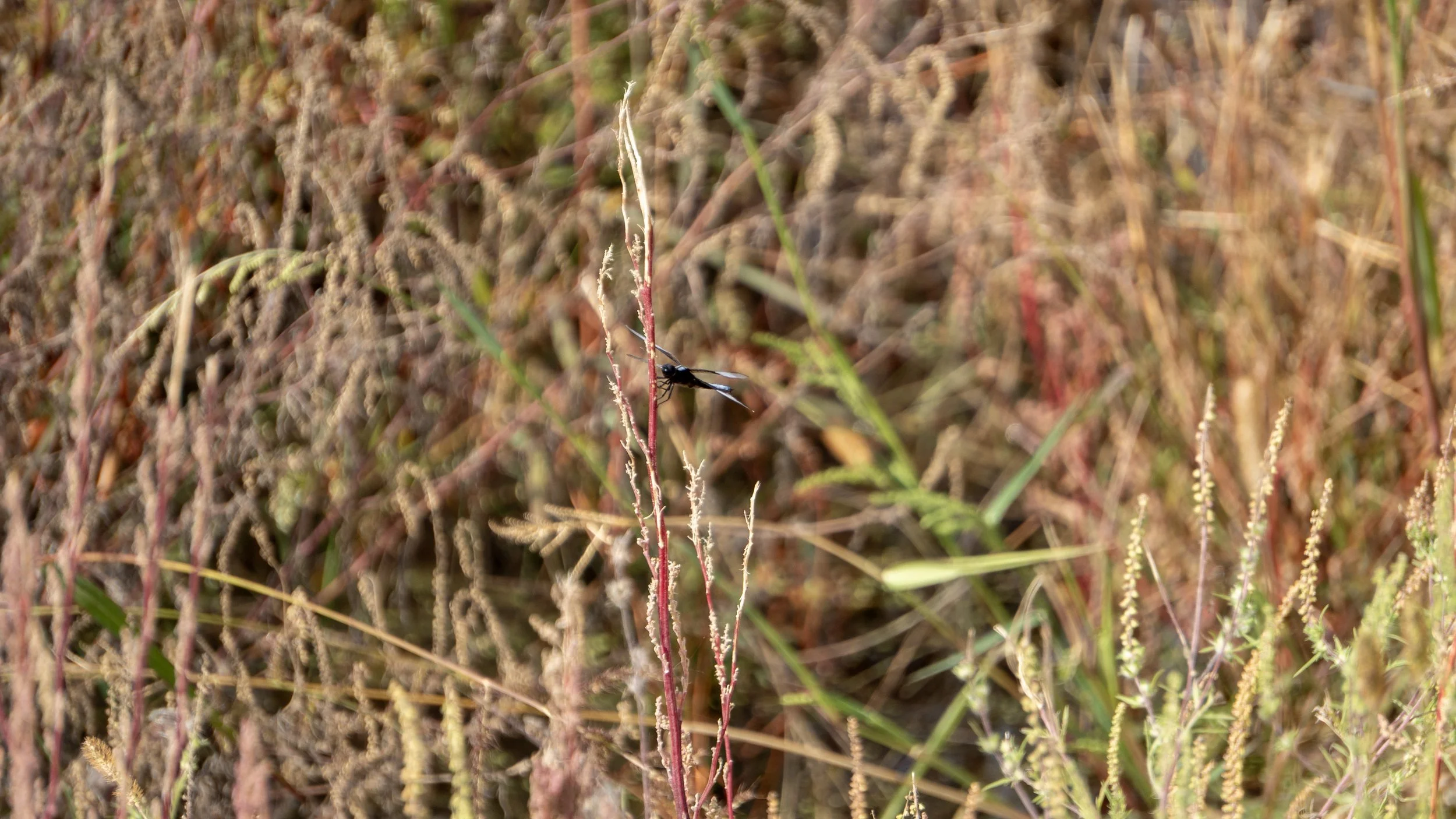 DSC01413.jpg