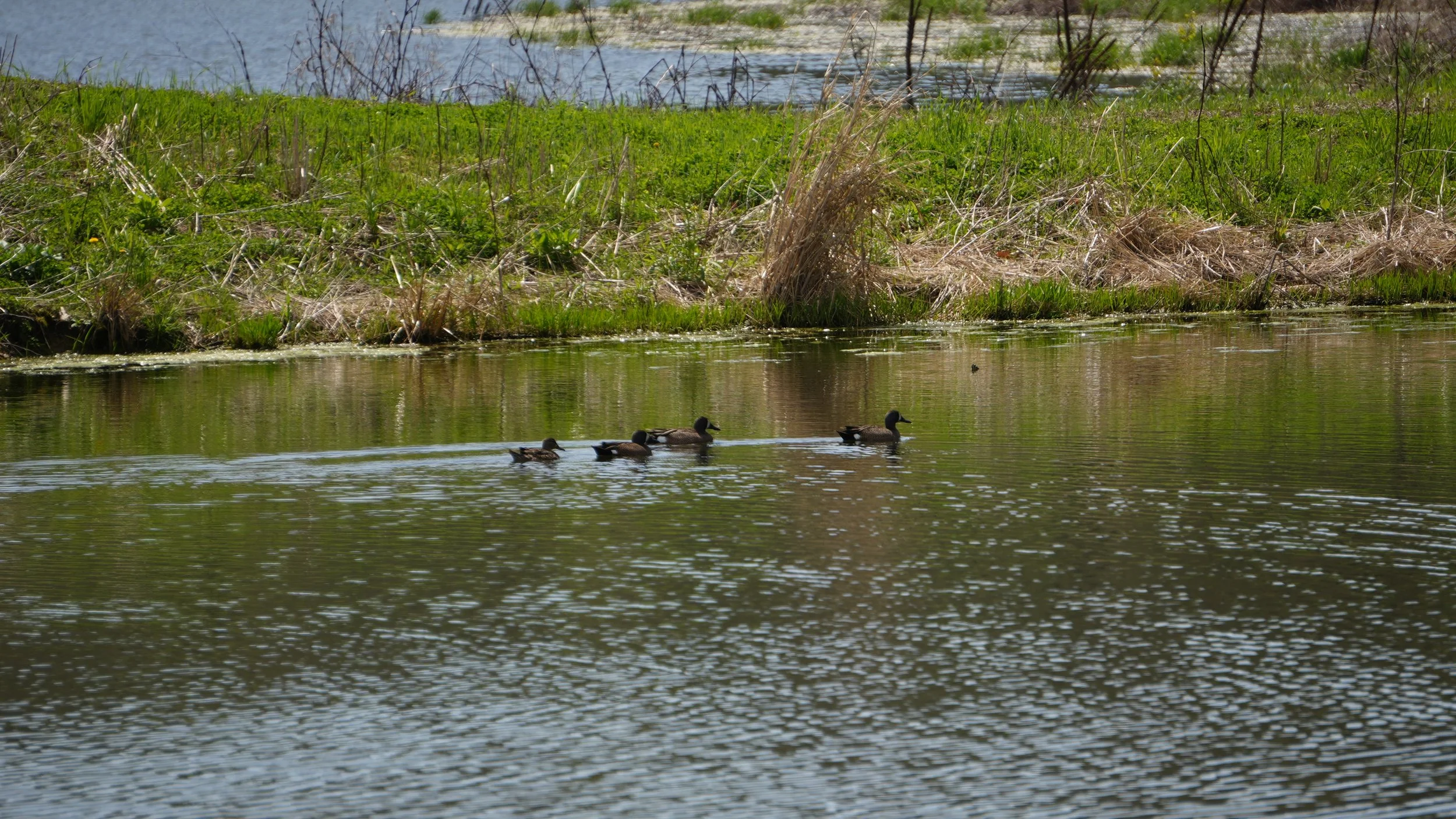 DSC02890.JPG