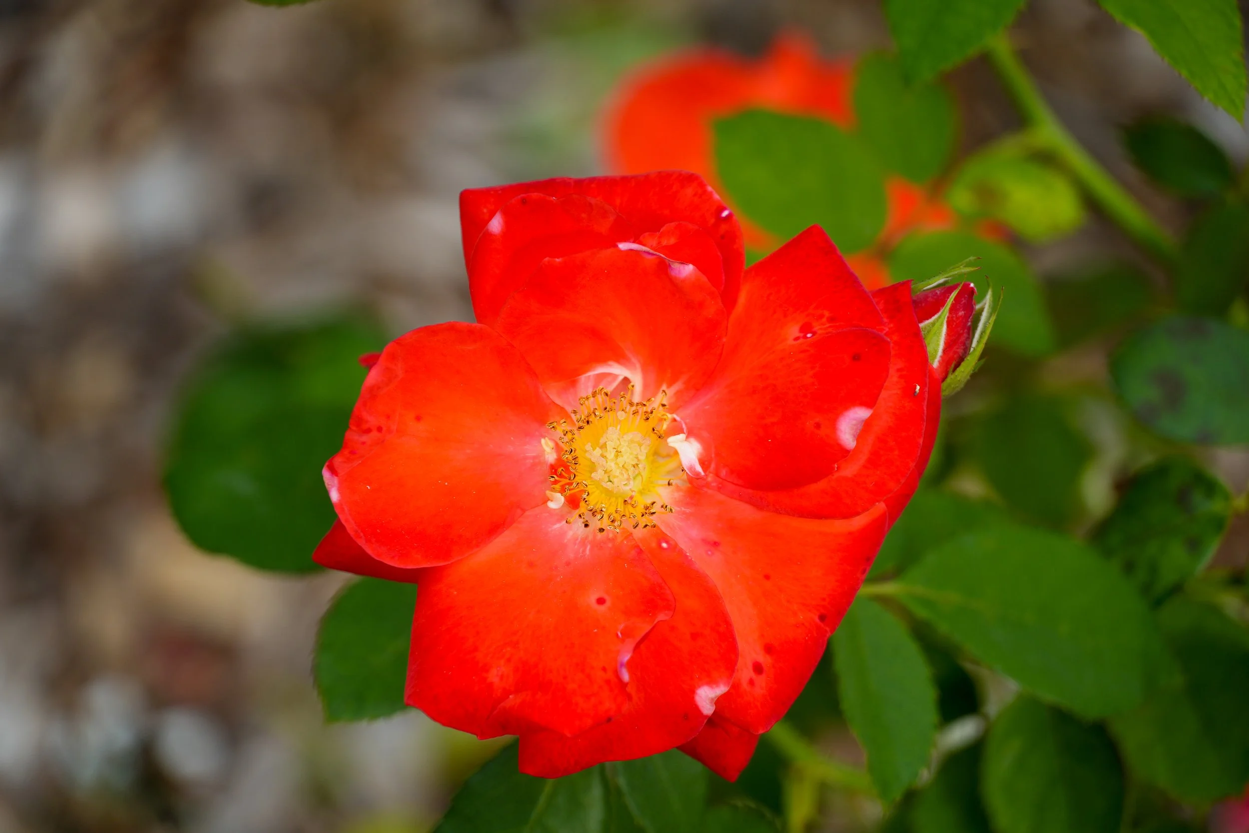 DSC01533.jpg