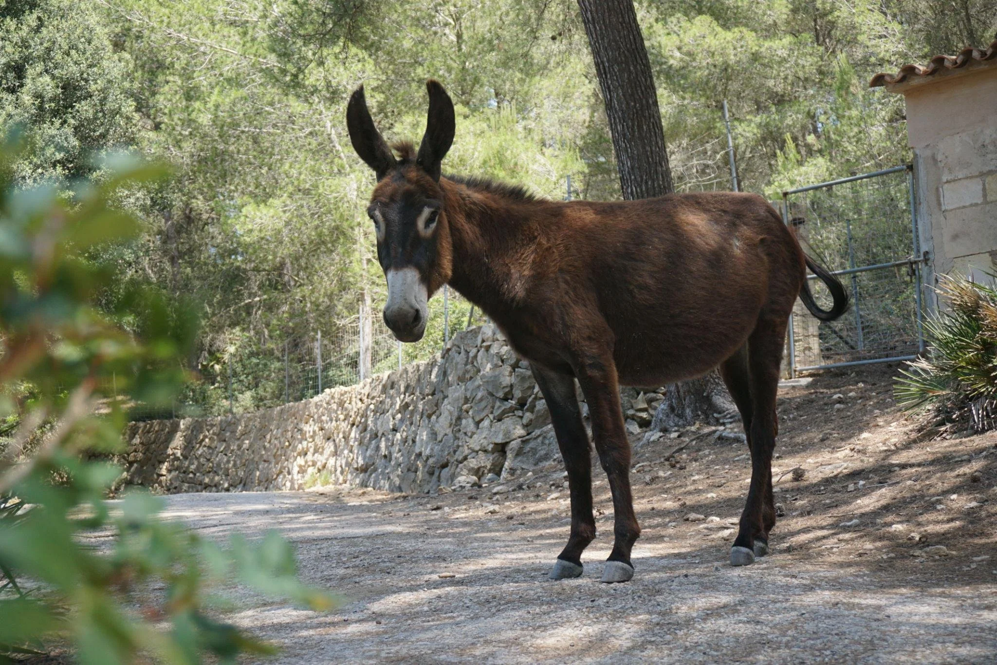 Donkey.jpeg