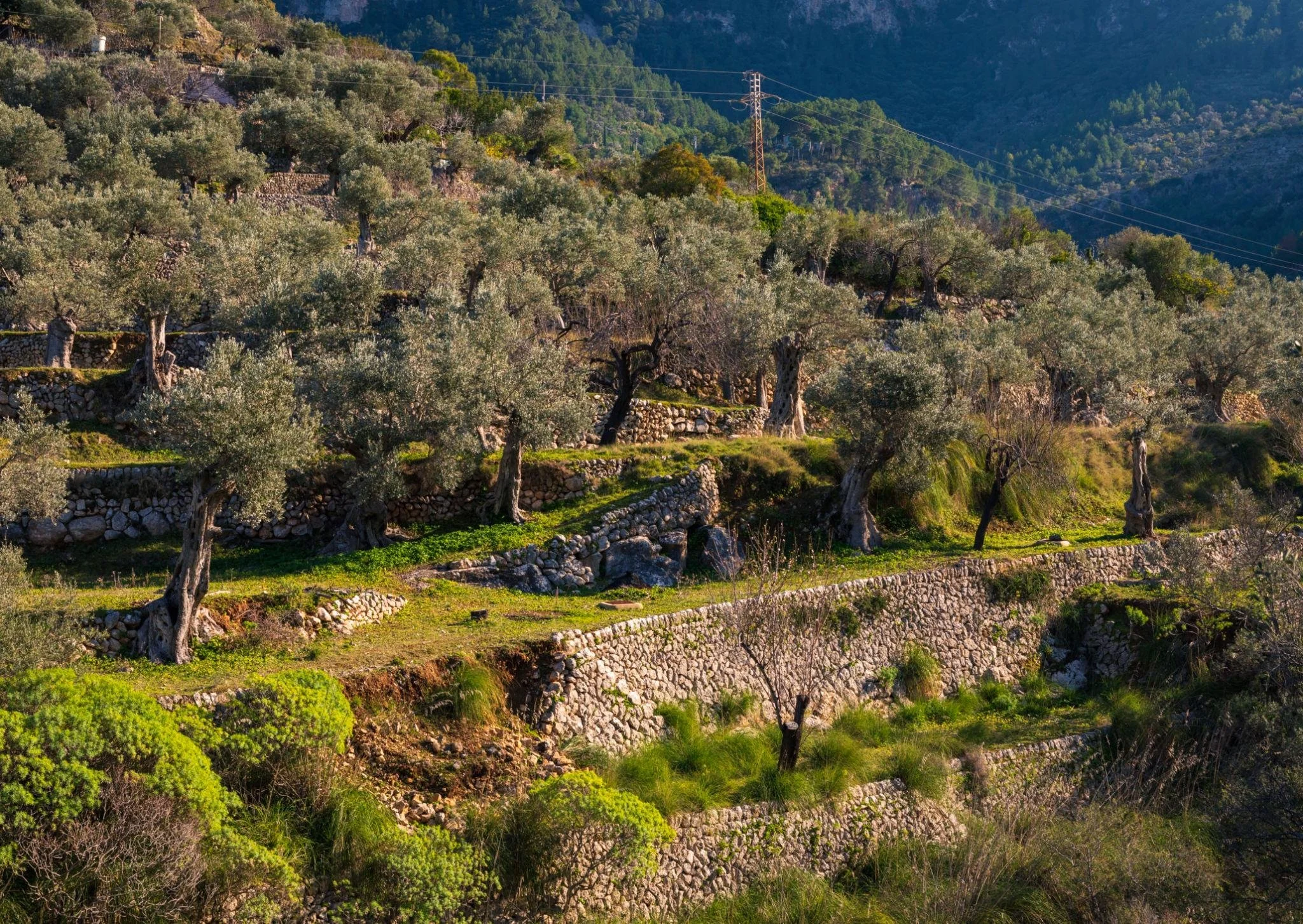 Olive Groves Majorca.jpeg