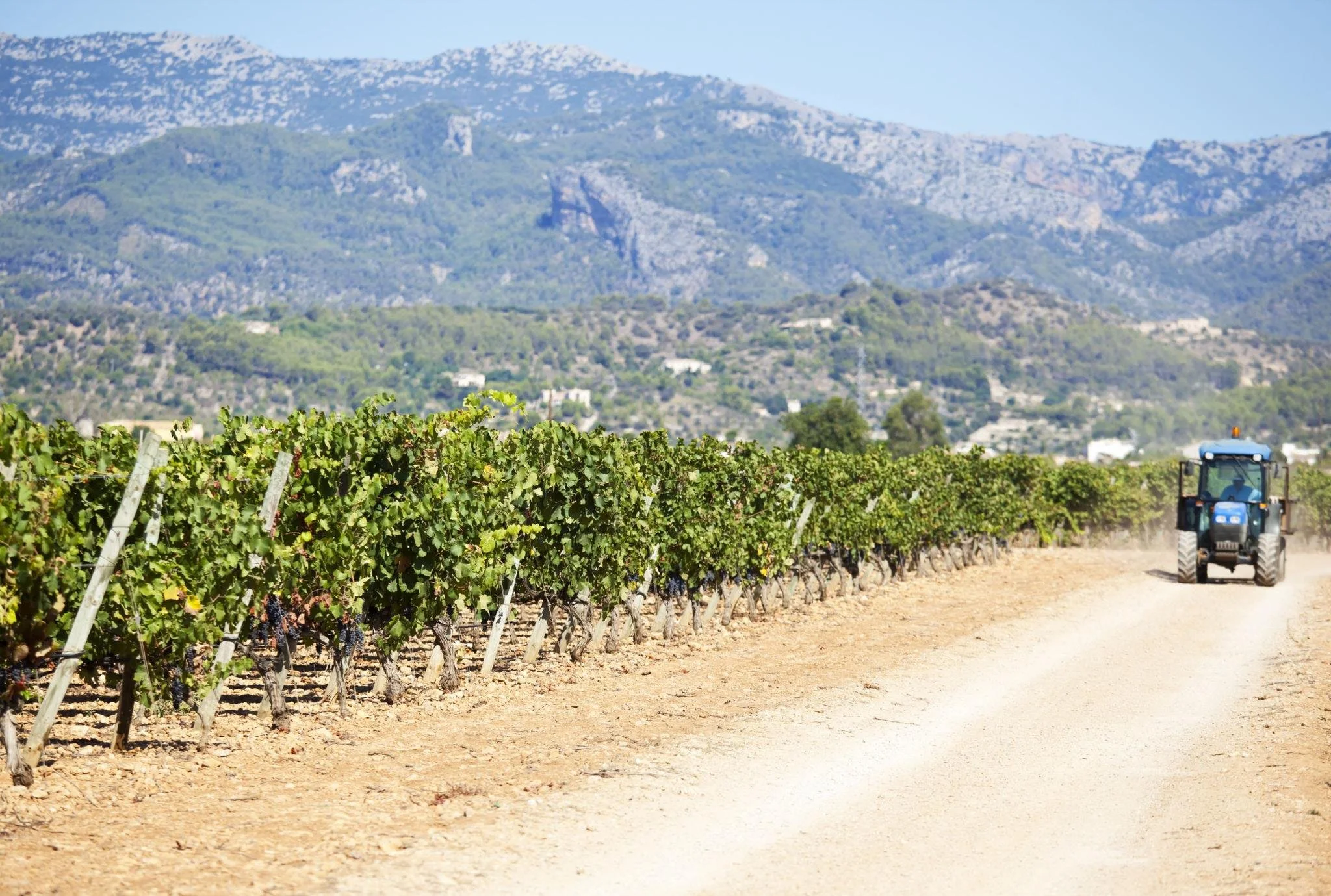 Majorcan Vineyard.jpeg