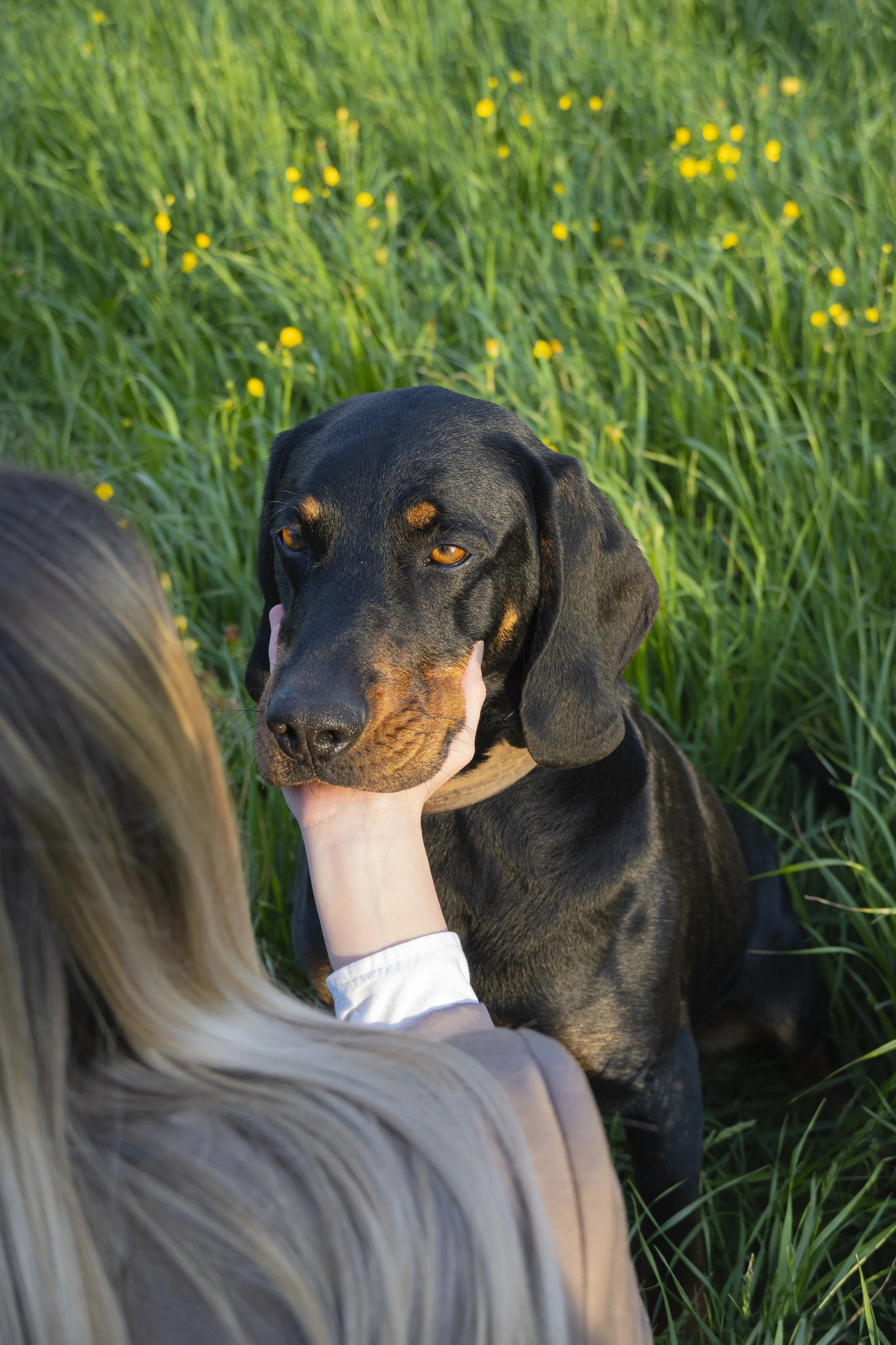 Frau hält den Kopf eines schwarz-braunen Hundes in Ihrer Hand, sie sitzen im grünen Gras bei Sonnenuntergang.