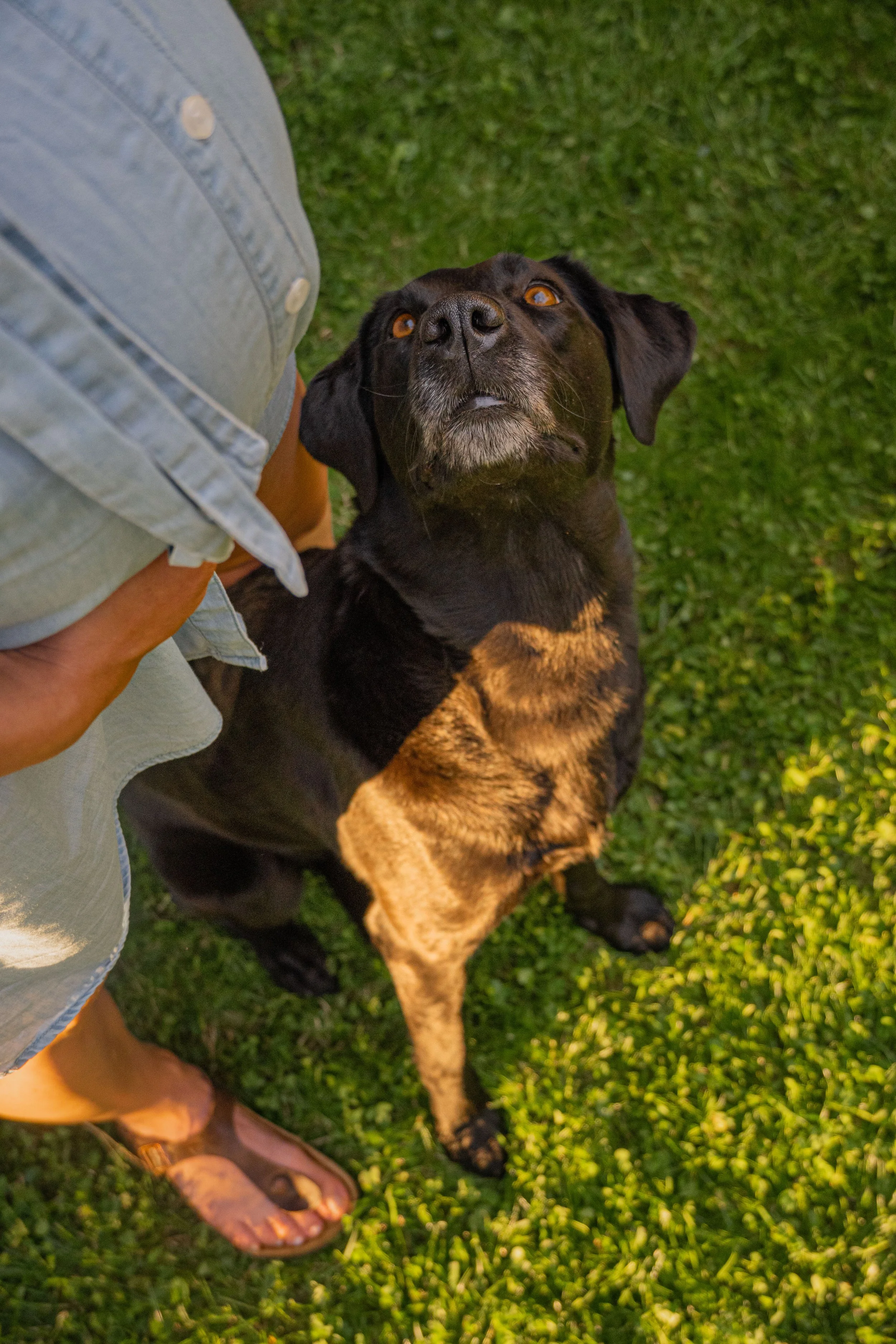 Ein Hund mit schwarzem Fell sitzt auf grünem Gras und blickt nach oben zu einer schwangeren Frau.