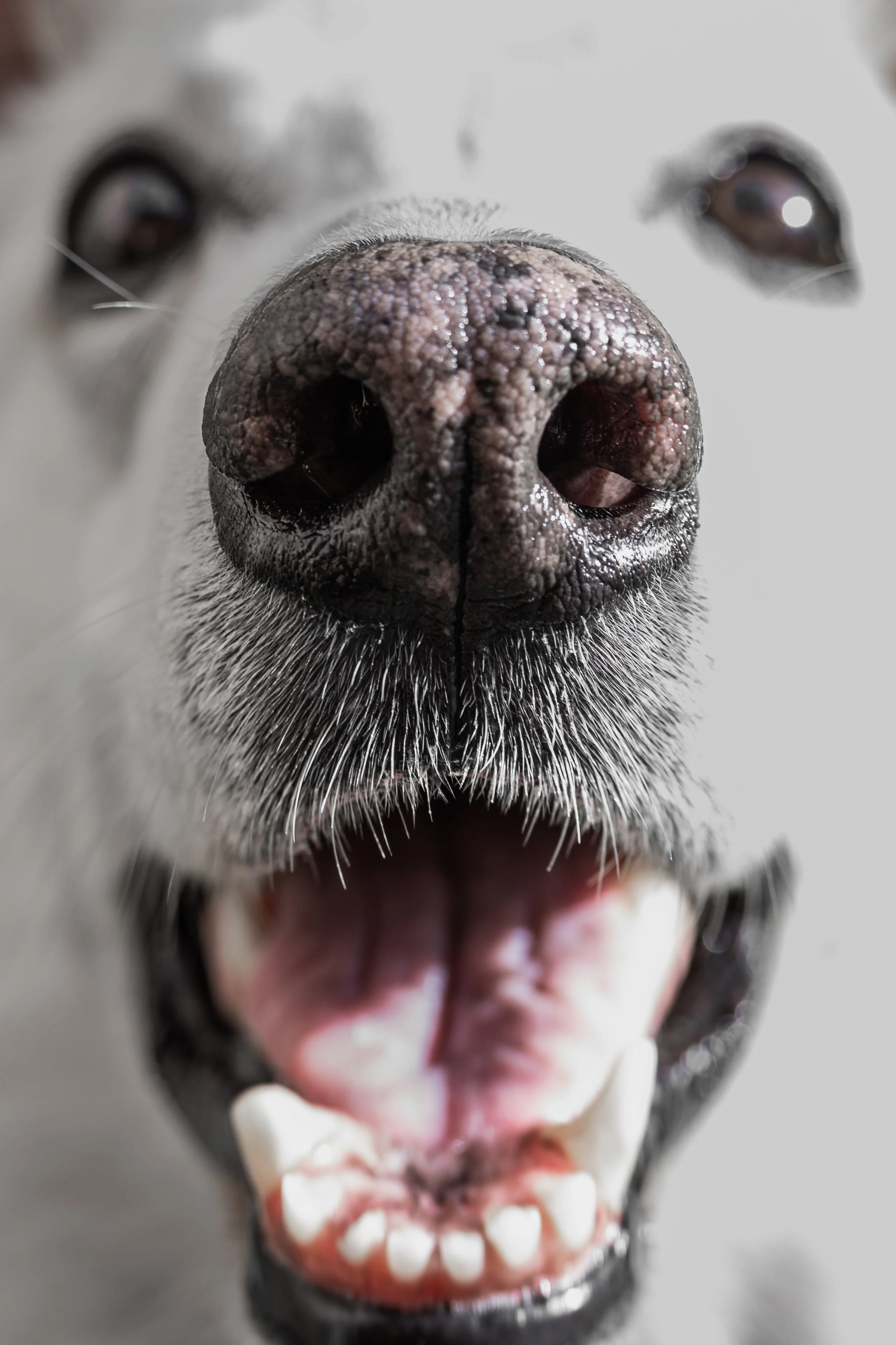 Nahaufnahme der Schnauze eines Hundes mit offenem Mund, Sicht auf Zunge und Zähne.