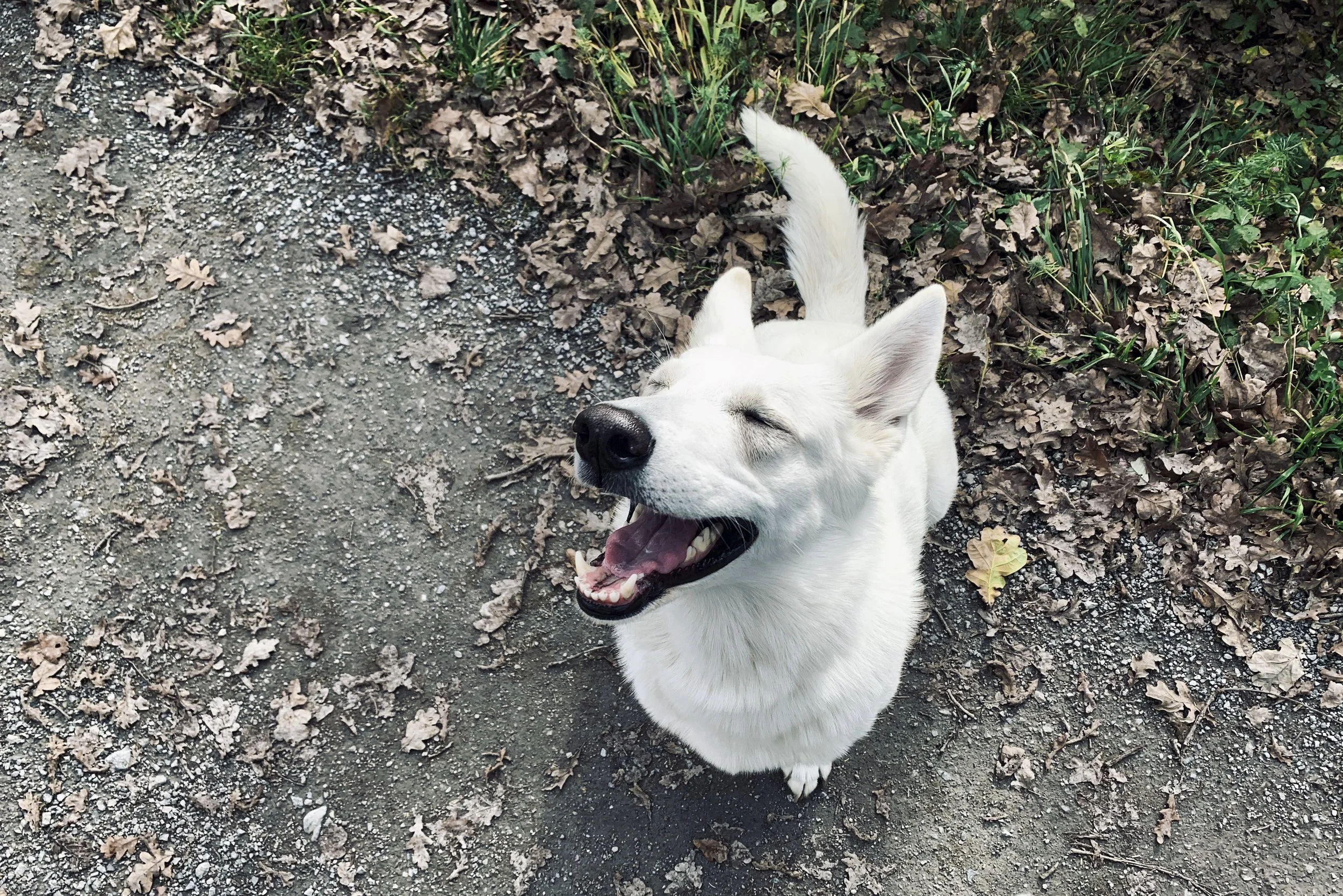 Weißer Hund von oben fotografiert, hat die Augen verschlossen und lächelt.