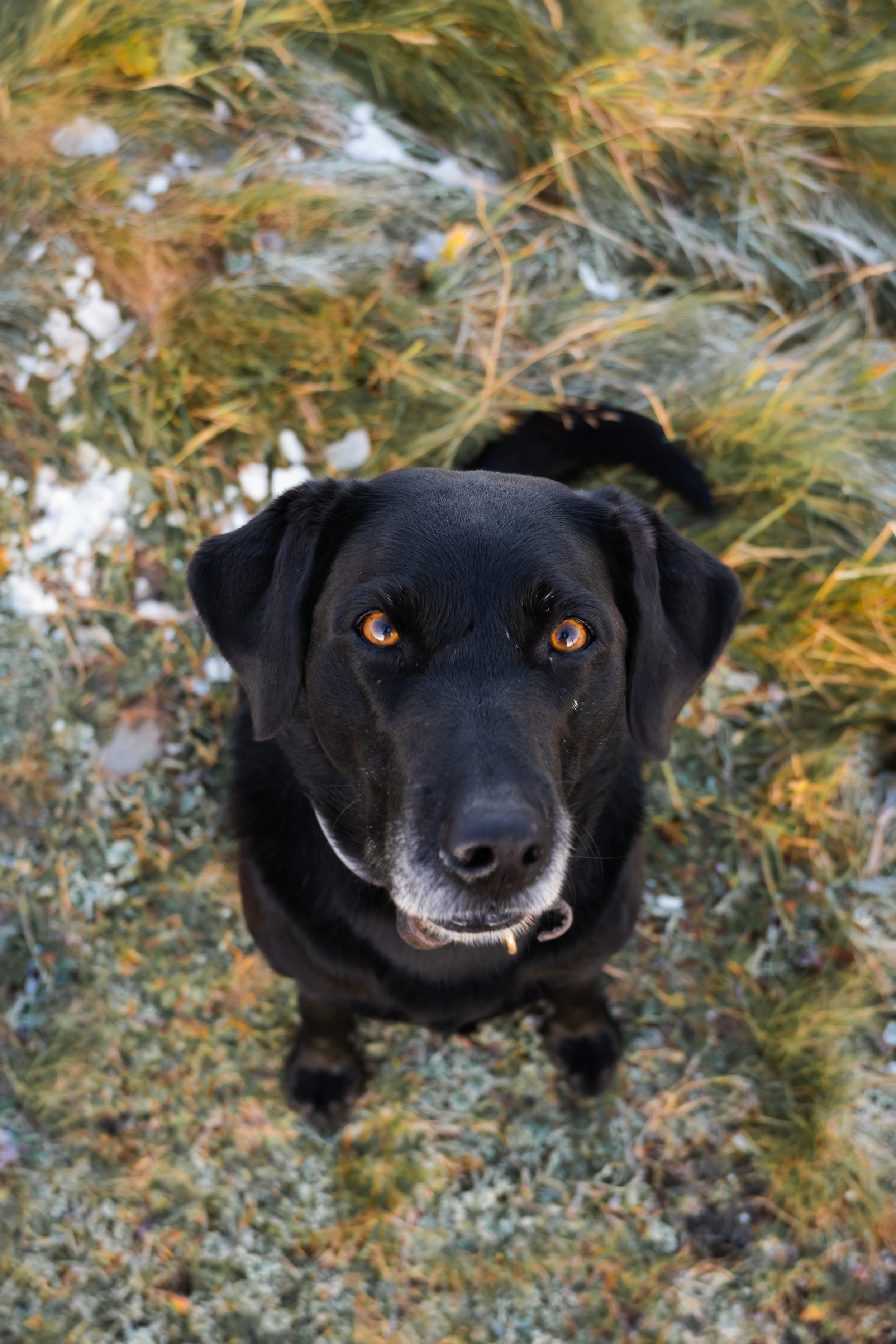 Ein schwarzer Hund mit braunen Augen schaut nach oben auf einer leicht mit Schnee bedeckten Wiese.