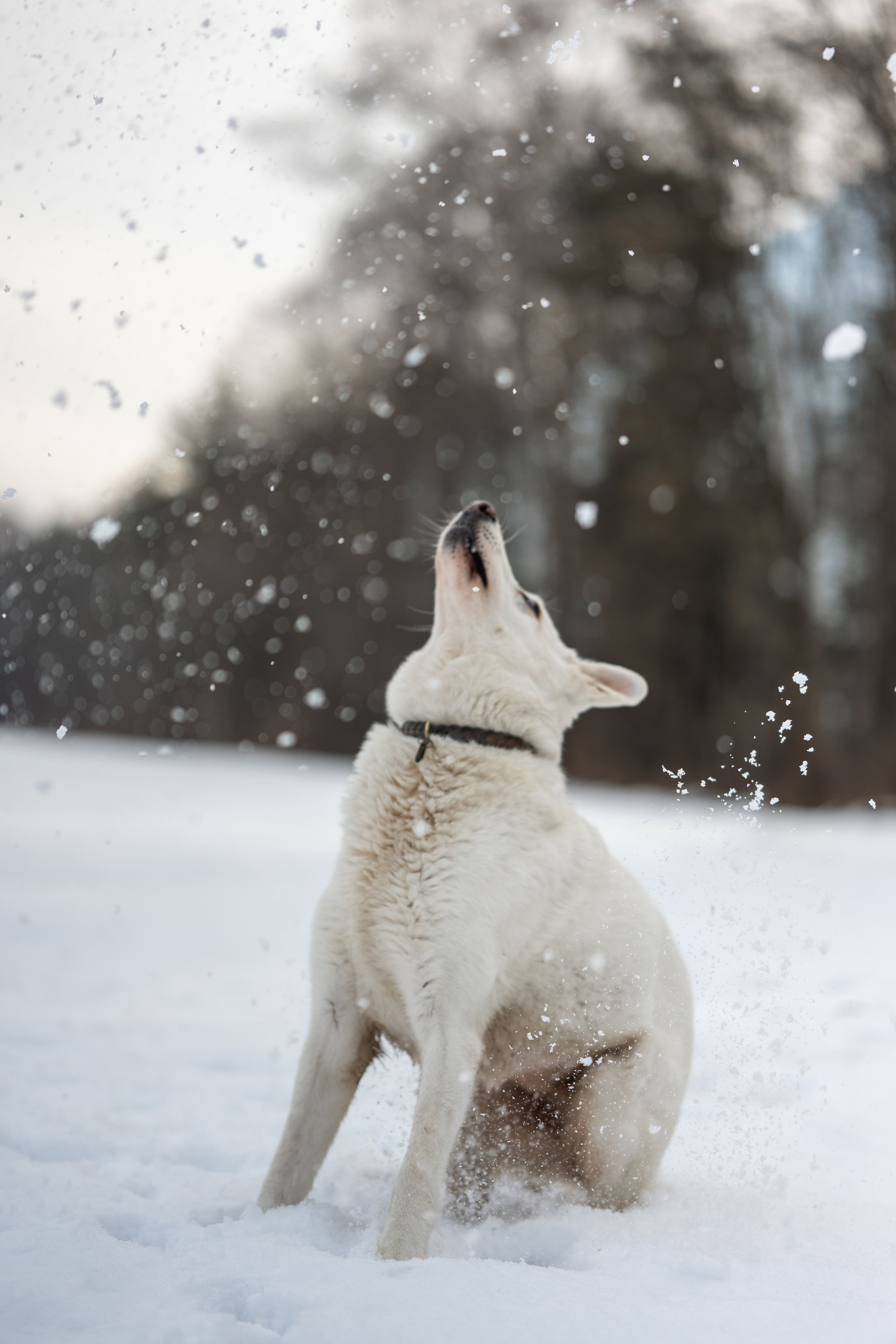 Weißer Hund in einer Schneelandschaft springt dem herabfallenden Schnee entgegen.