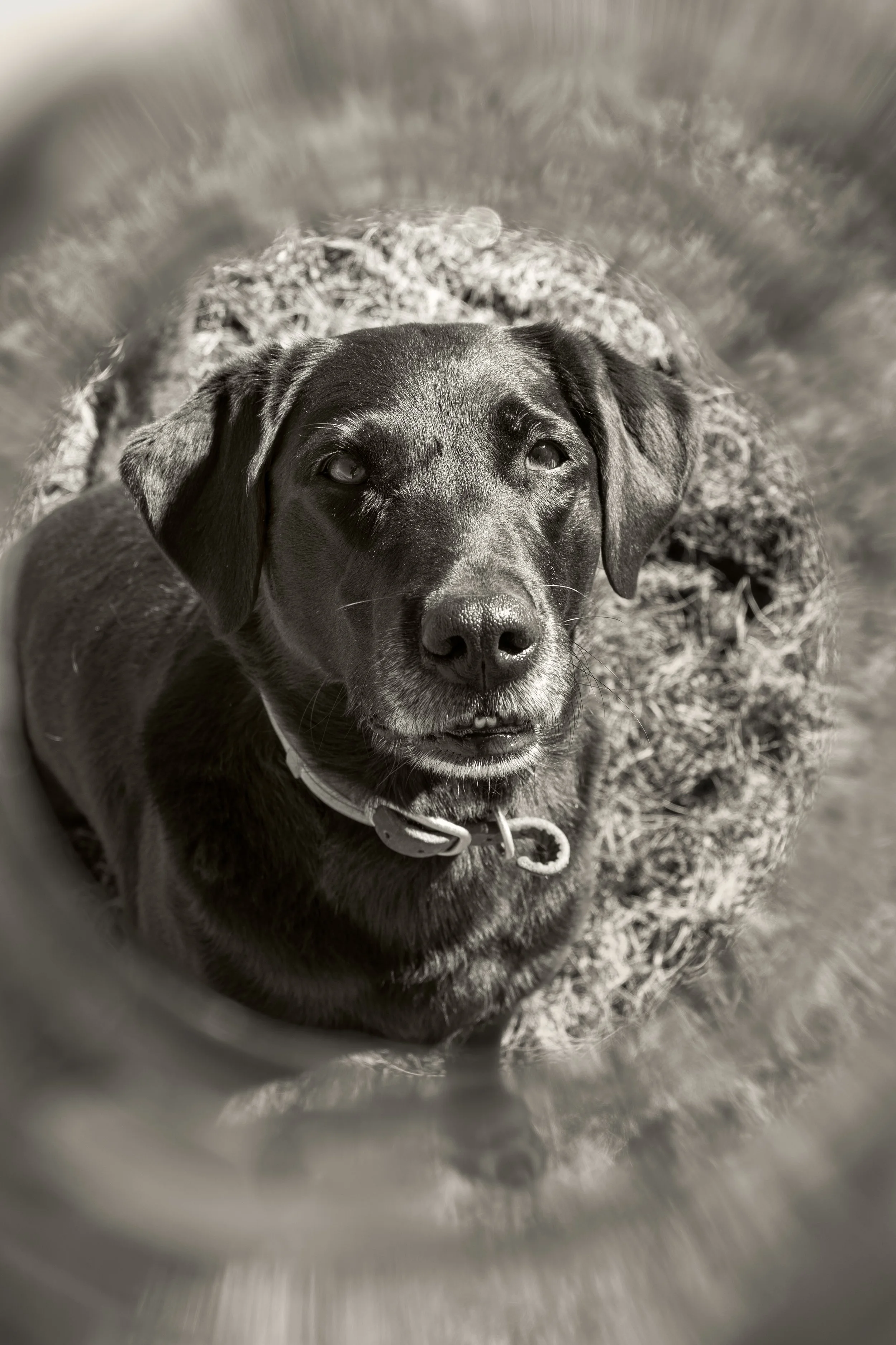 Ein schwarzer Hund blickt in die Kamera, von oben in schwarz-weiß fotografiert.