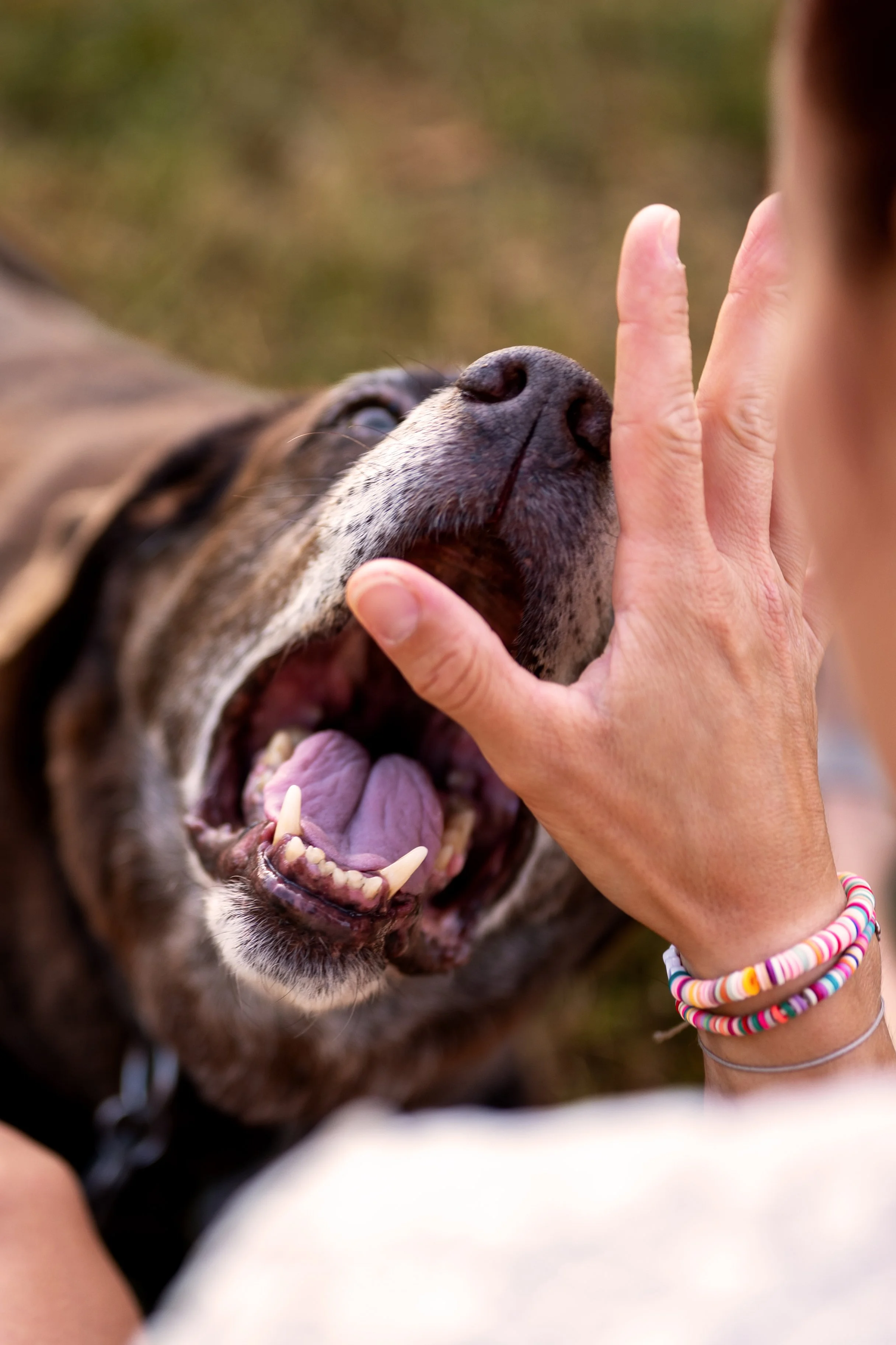 Nahaufnahme eines Hundes. Er sperrt sein Maul weit auf, als wäre er beim Zahnarzt. :)