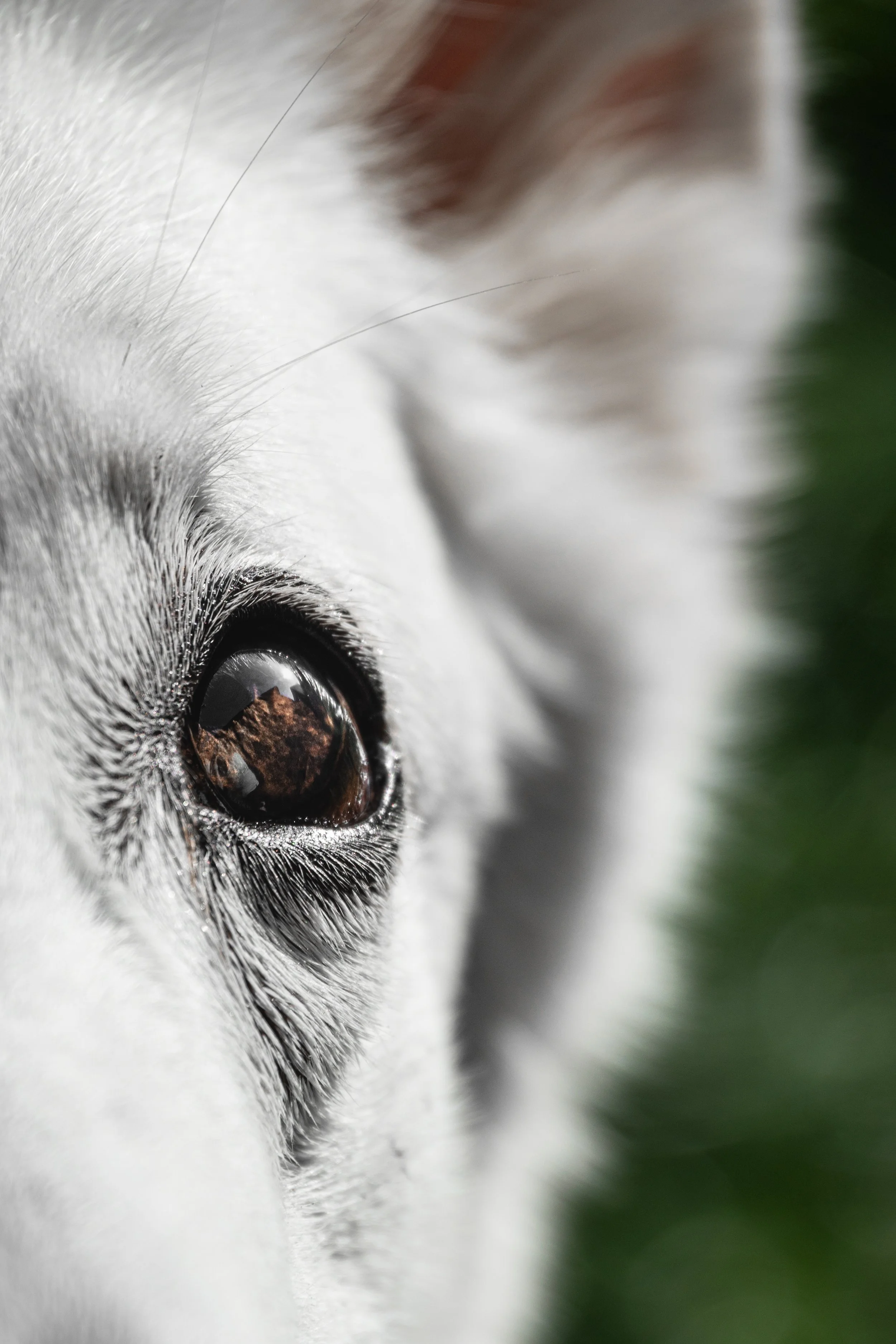 Nahaufnahme eines Hundes mit braunem Auge und weißem Fell, Blick nach oben, unscharfer grüner Hintergrund.