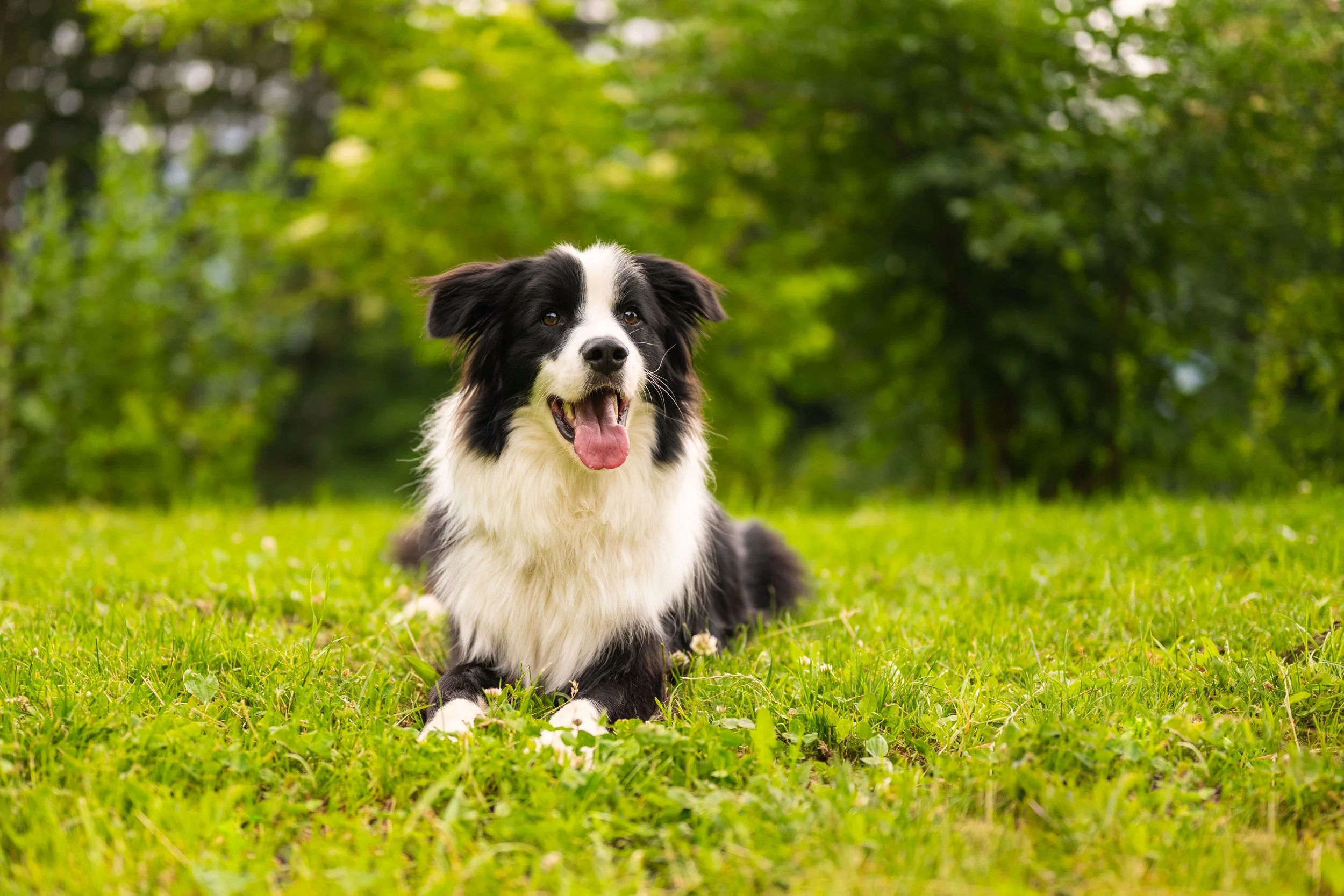 Ein schwarz-weißer Hund liegt auf einer satt-grünen Wiese und blickt freundlich in die Kamera.