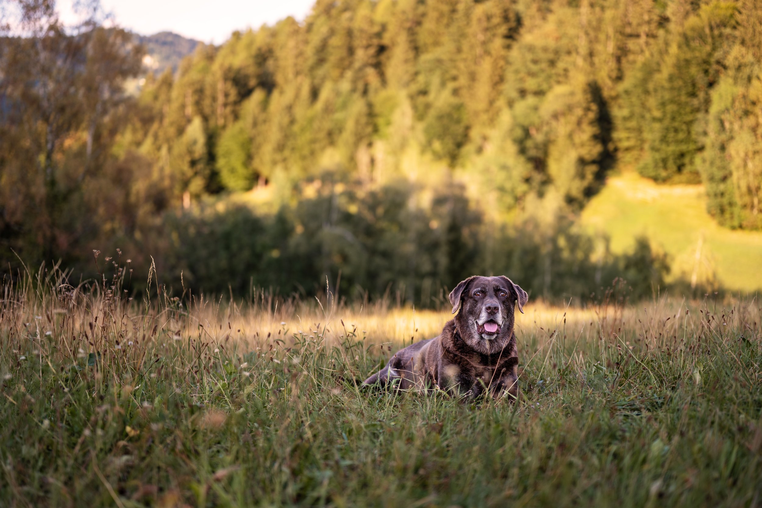 Ein brauner Labrador liegt in einer Wiese und blickt in die Kamera.