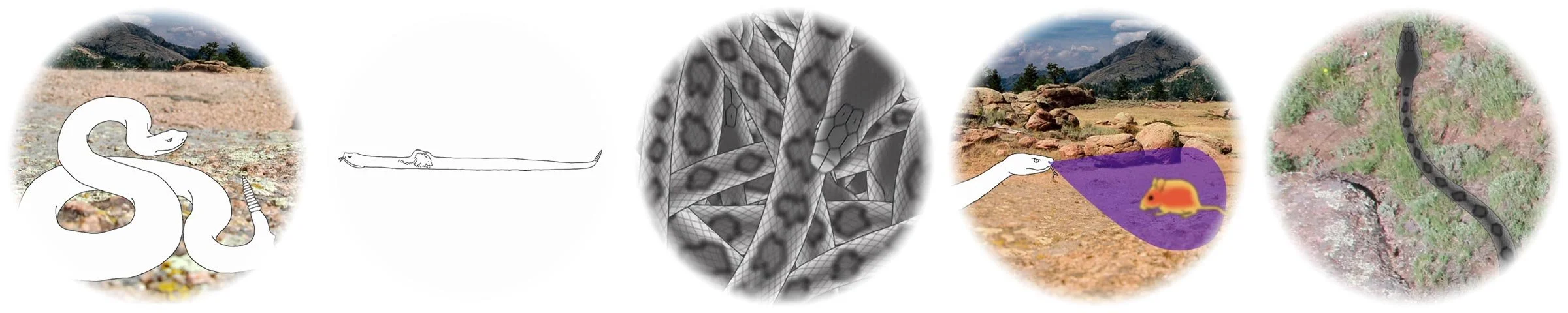 clips_snake.jpg