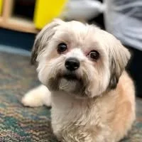 Noel the Bipawd Shorkie 